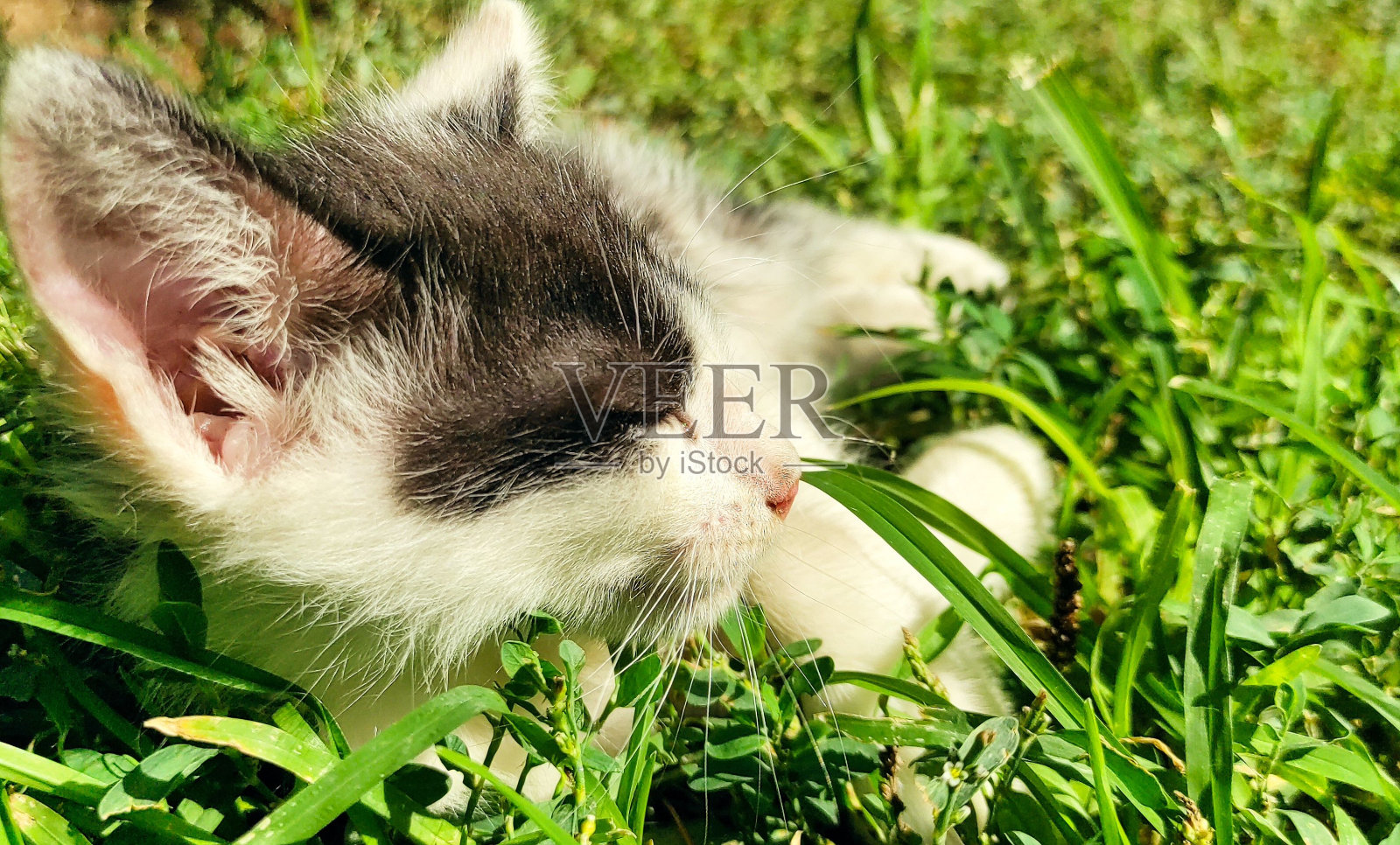 嗅草的小猫照片摄影图片