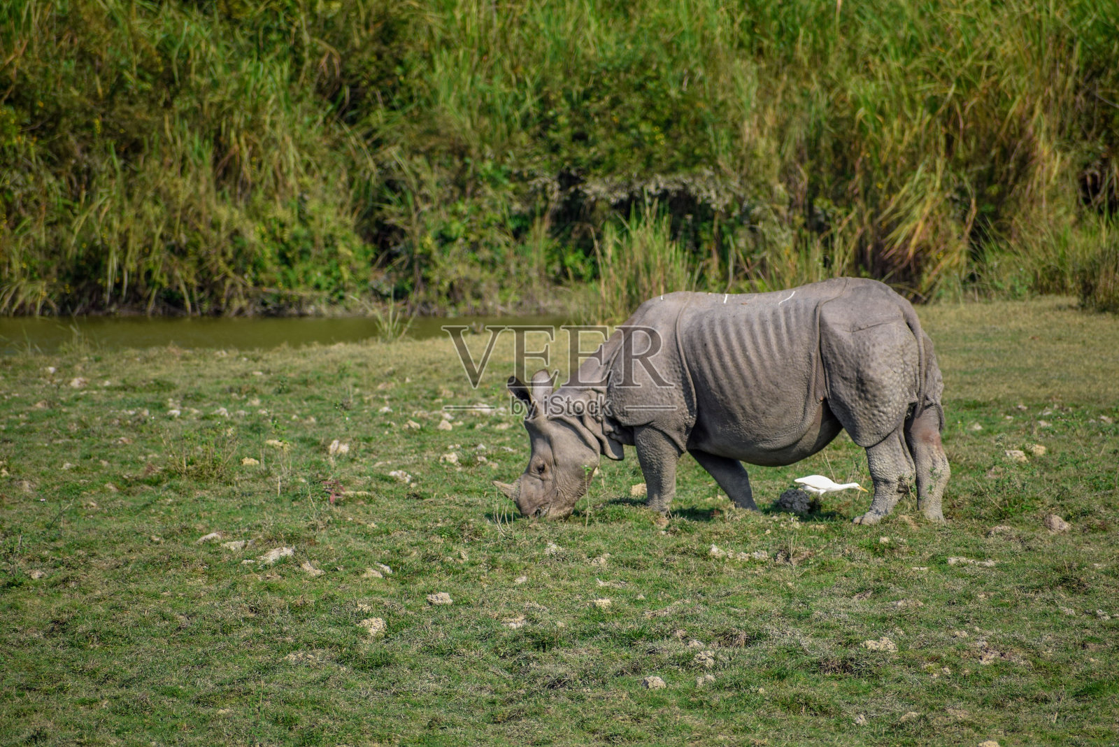 自然界中的一头有角犀牛照片摄影图片