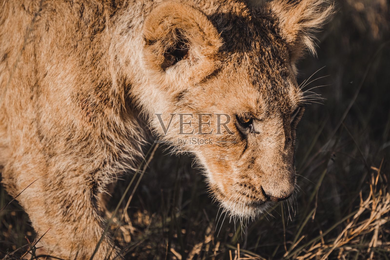 阳光明媚的日子里，田野里美丽的雌狮子画像照片摄影图片