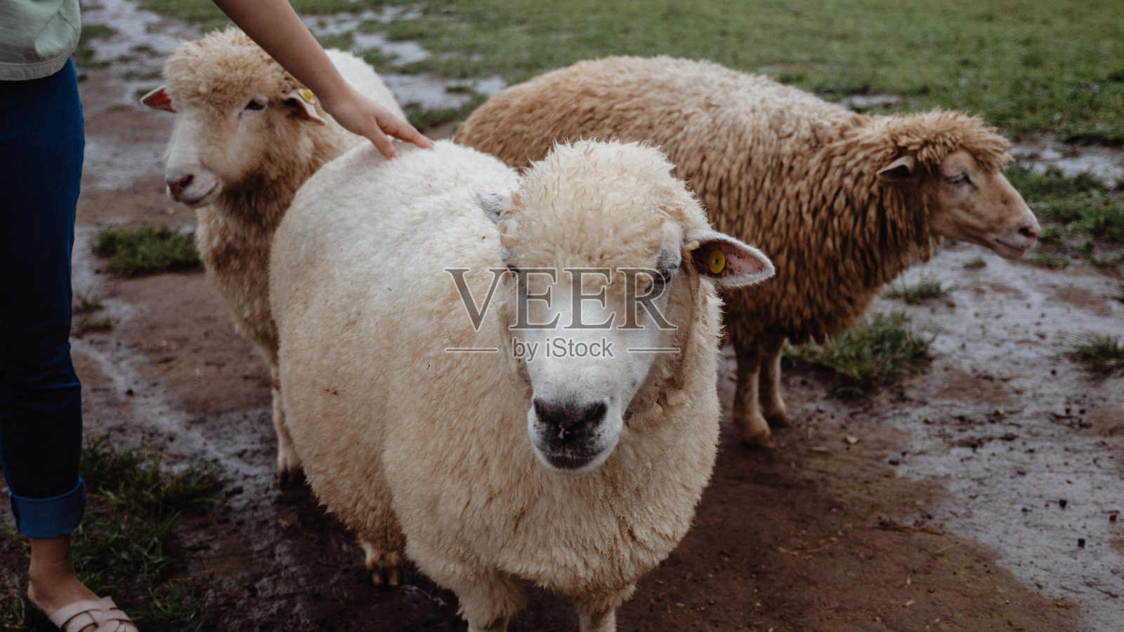 山野上微笑的绵羊。照片摄影图片