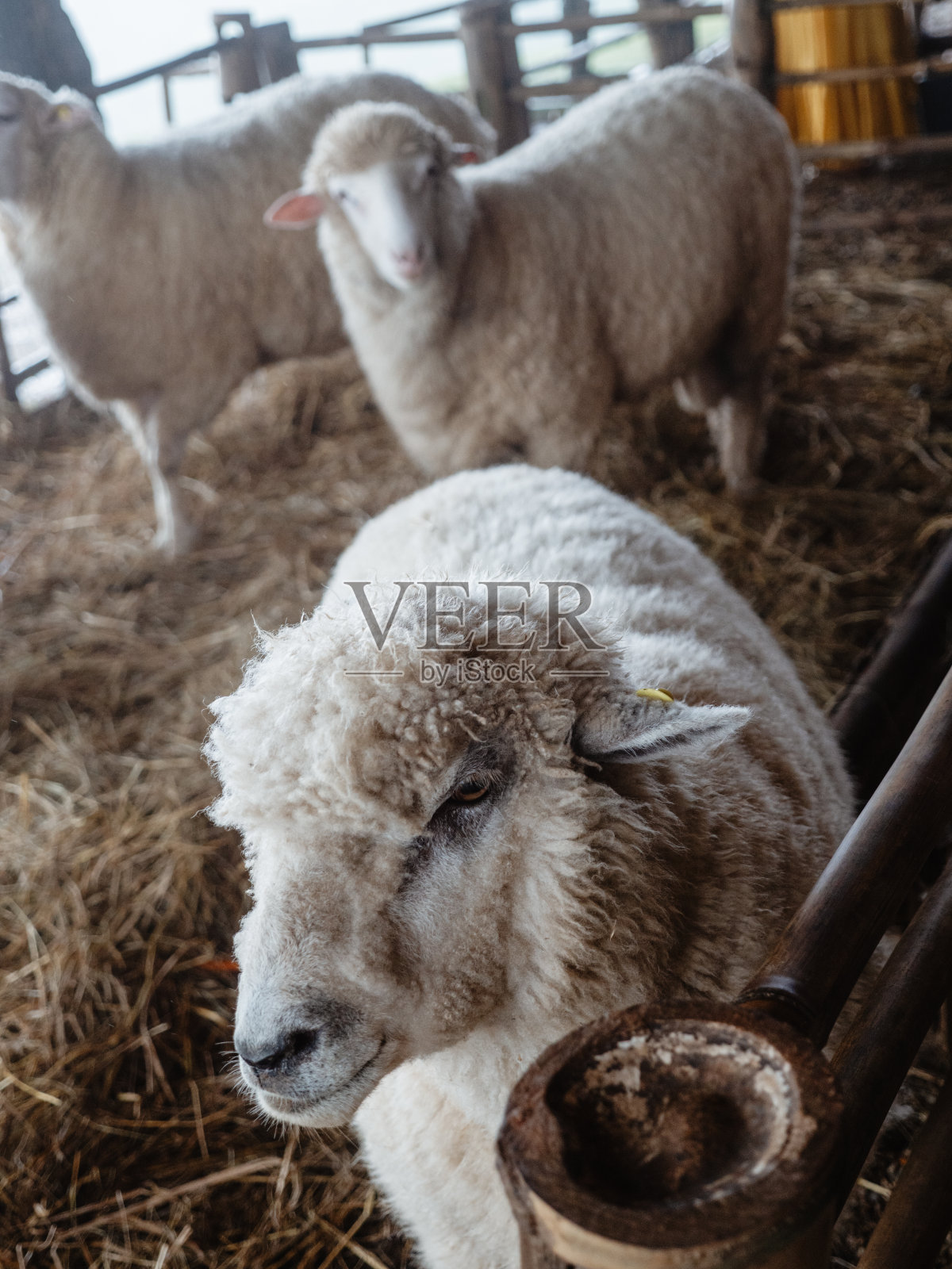 山上有个养羊场。照片摄影图片