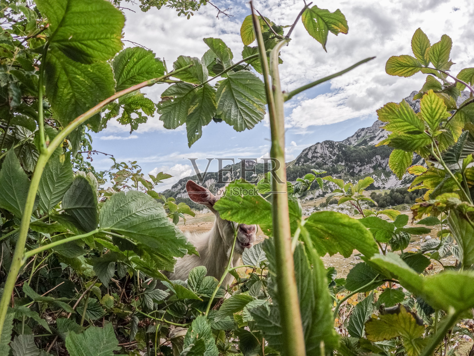 山羊吃草照片摄影图片