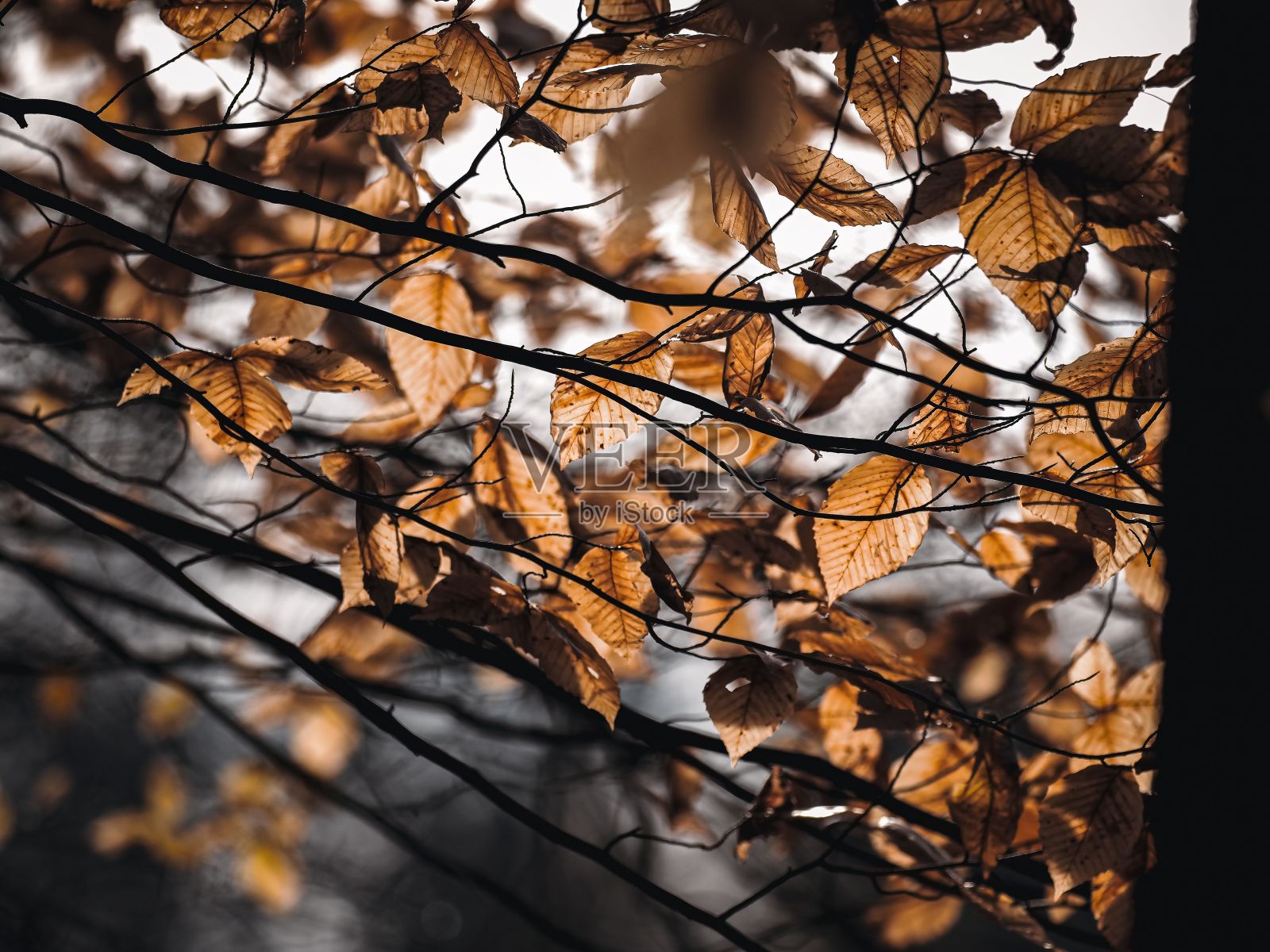 树上秋叶的特写镜头照片摄影图片