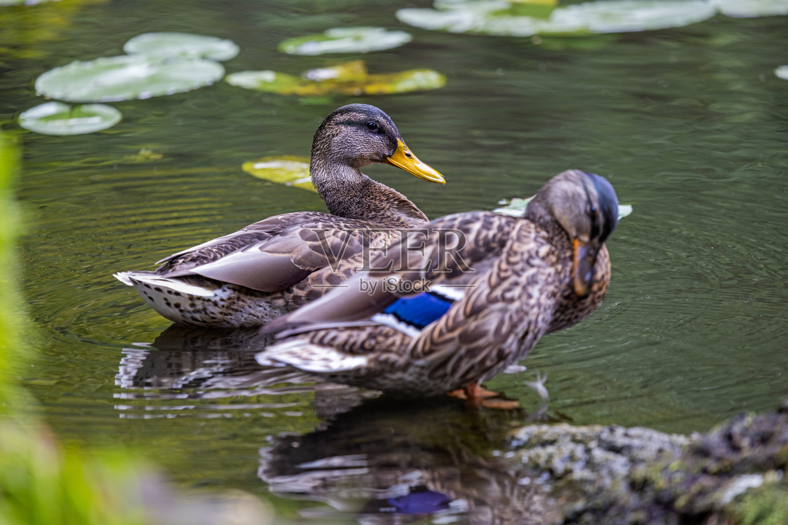 两只小绿头鸭正在清理羽毛照片摄影图片
