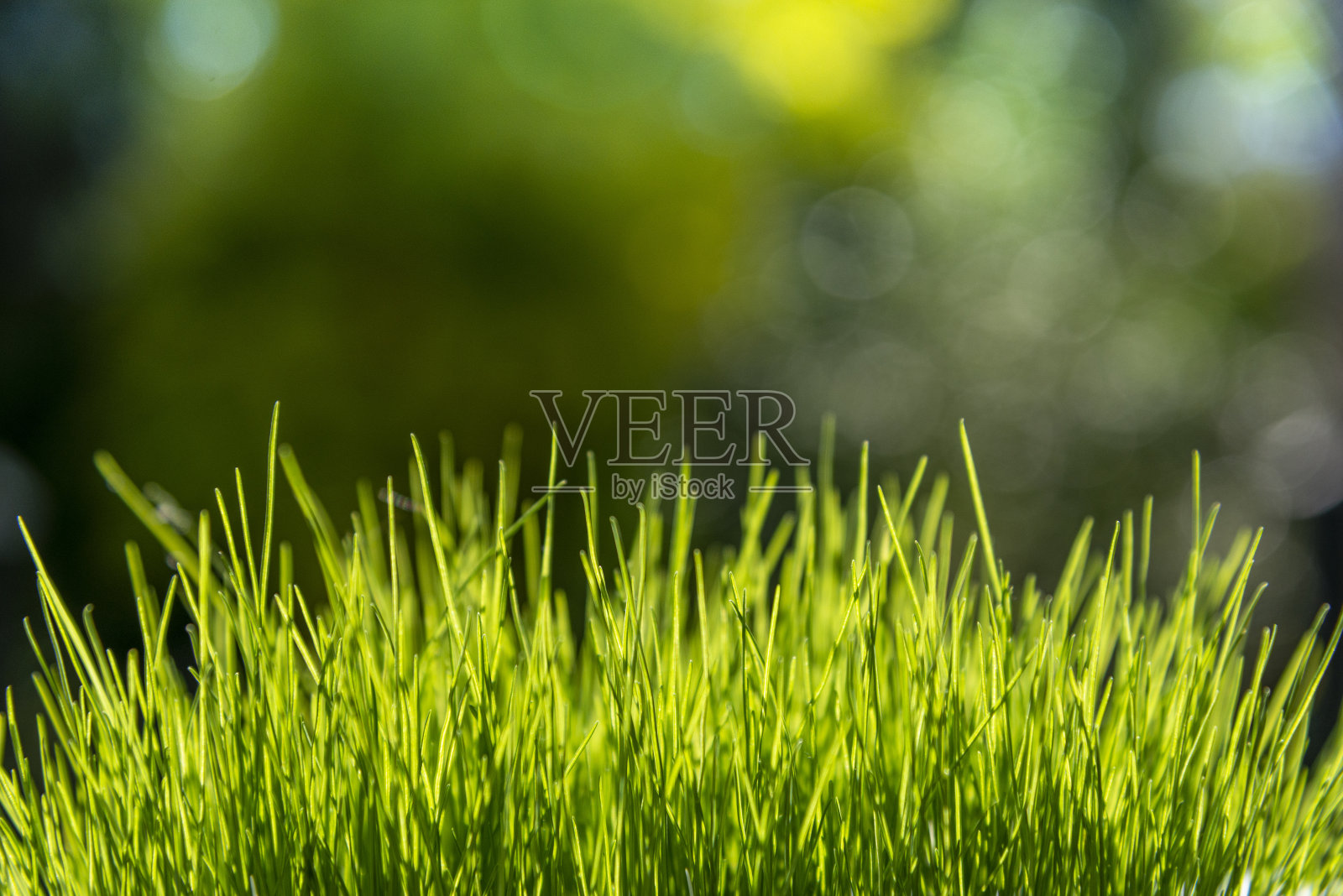 特写，侧视图的绿色草地与树模糊的背景。照片摄影图片