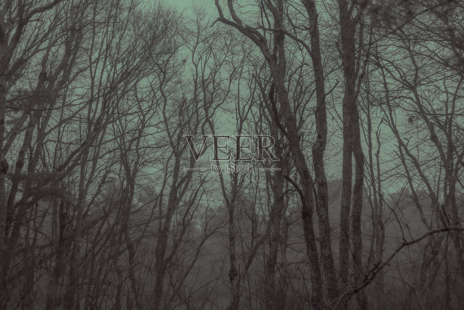 一个可怕而寒冷的森林，有许多瘦弱的树木。麻萨诸塞州,美国。照片摄影图片