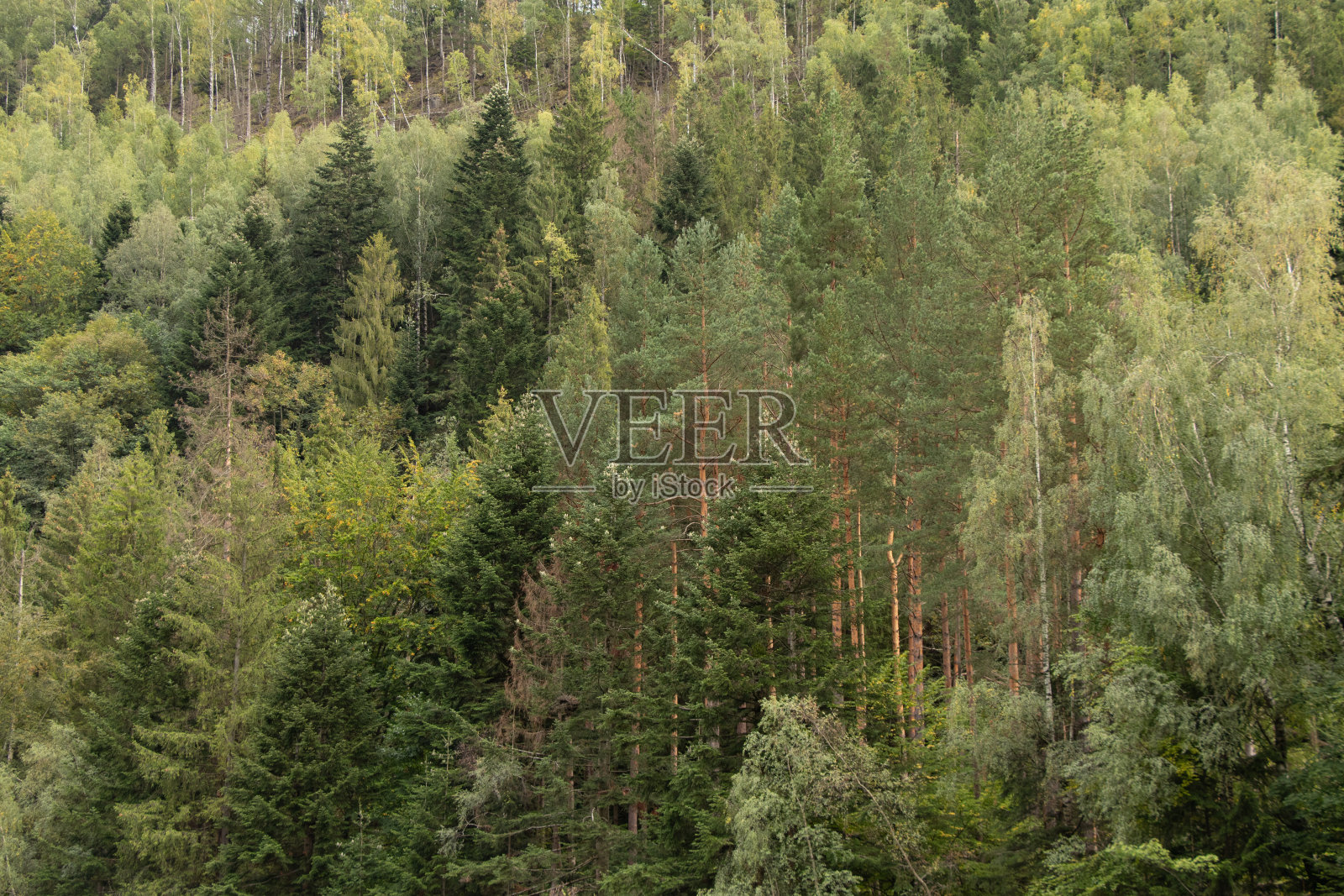 秋日乌克兰喀尔巴阡针叶林，山上绿树成荫照片摄影图片