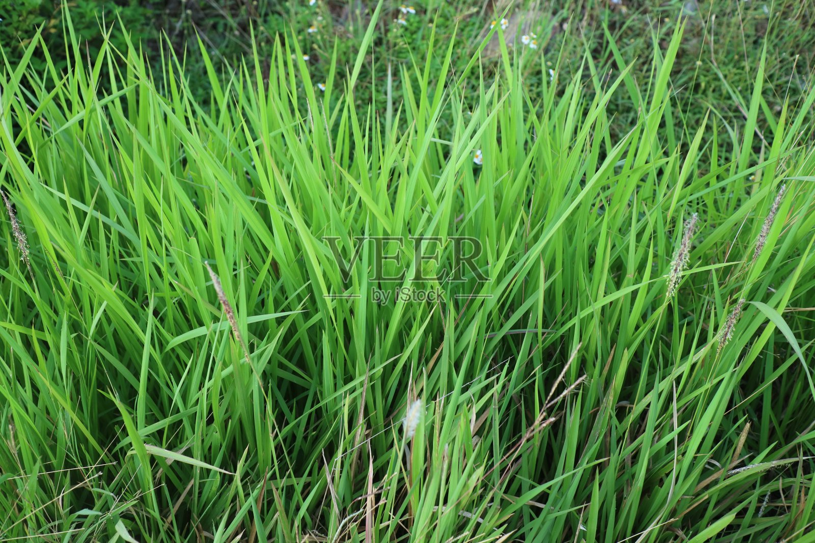 路边有新鲜的绿草照片摄影图片