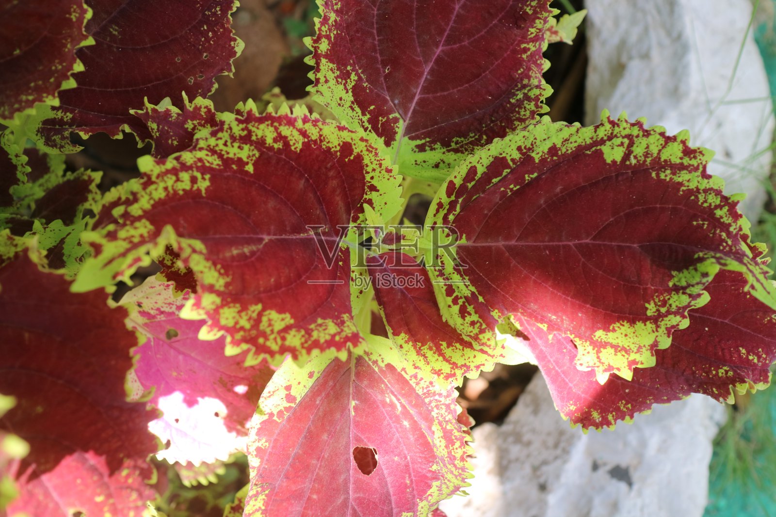 美丽的玛雅纳树叶植物在花园里照片摄影图片