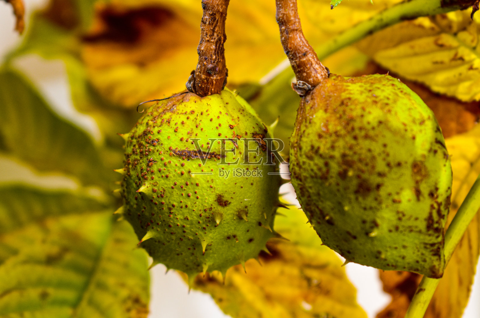 板栗游戏照片摄影图片