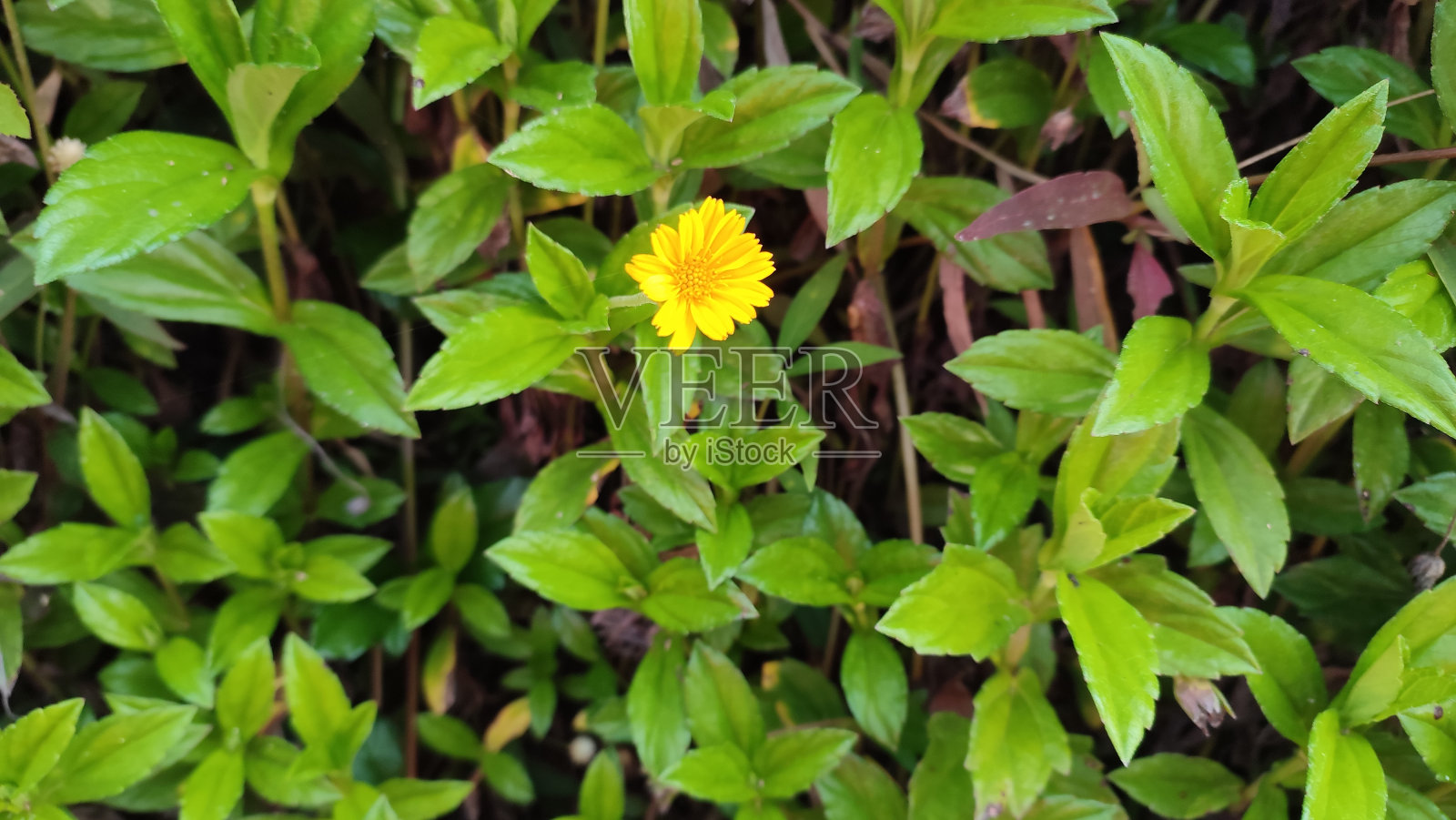 野生植物背景照片摄影图片