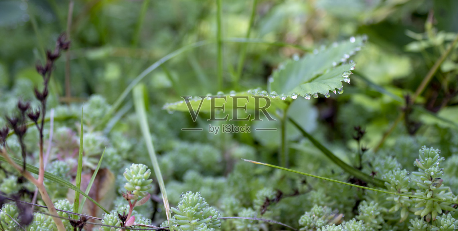 绿色树叶上的水滴特写镜头。水是生命。照片摄影图片