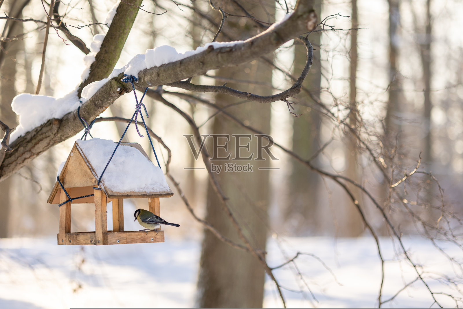 在阳光明媚的冬日里，公园里饥饿的鸟儿吃着悬挂在空中的喂食器上的食物。亮黄色山雀和其他鸟类在户外的树枝上。有选择性的重点照片摄影图片