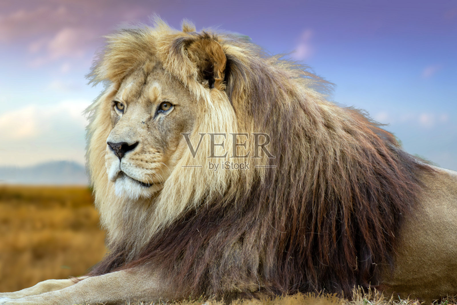 符号形象野生狮子(作曲)照片摄影图片