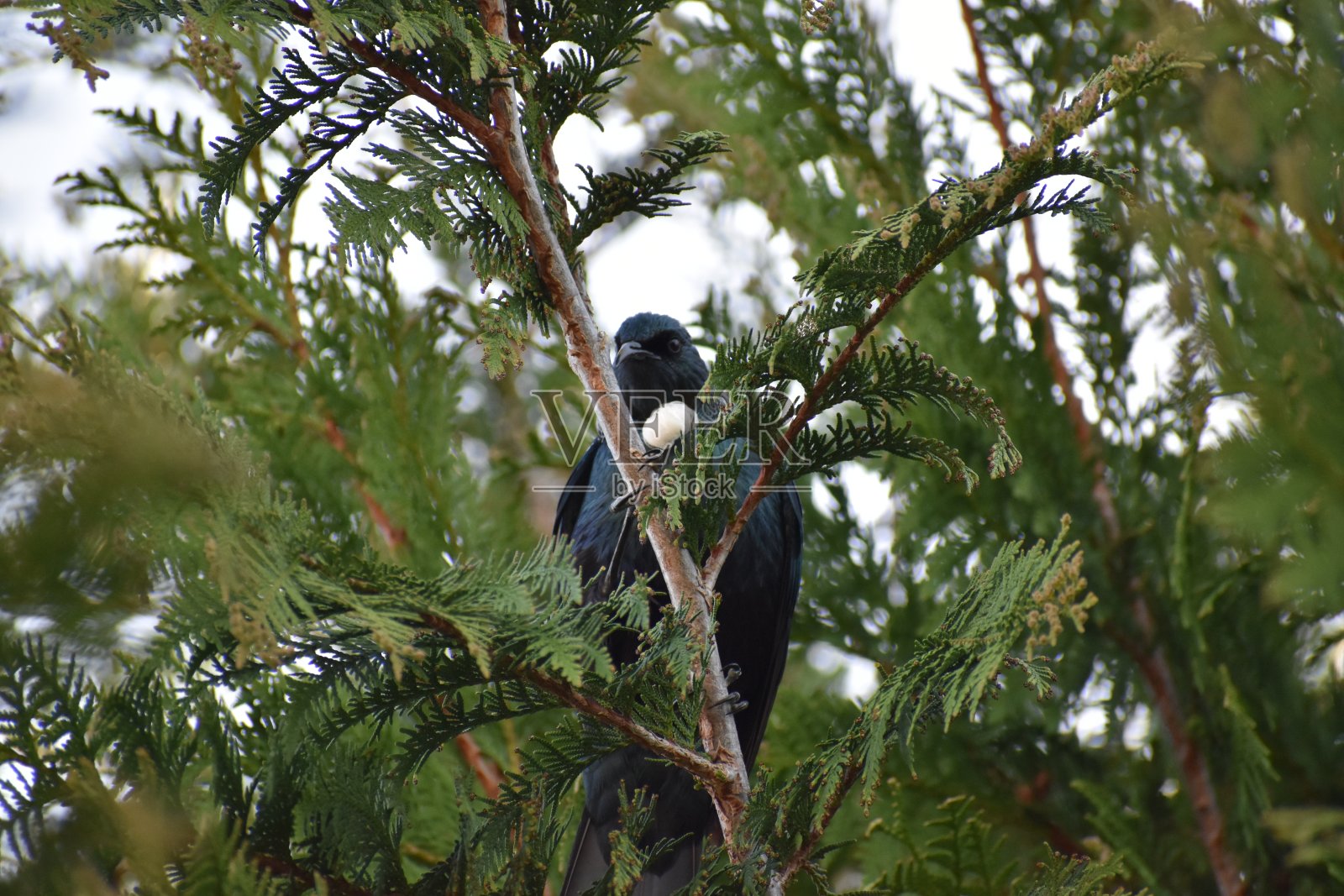 推鸟在树上照片摄影图片