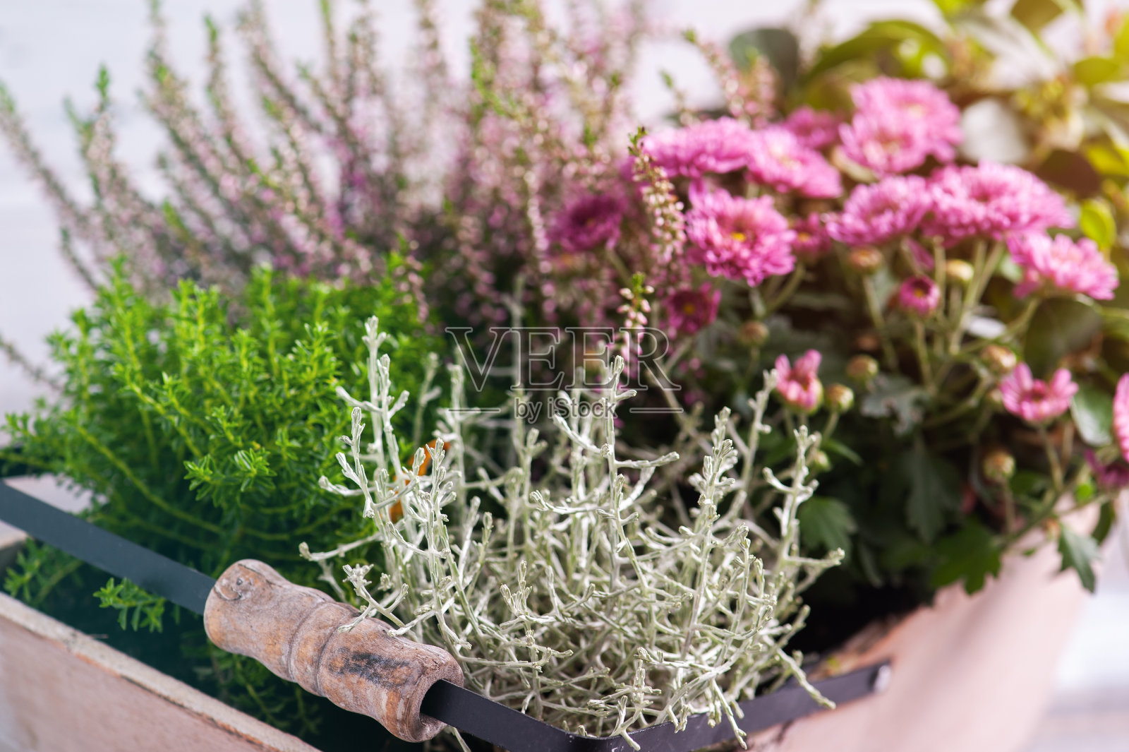 青苔在木篮子和绿色植物照片摄影图片