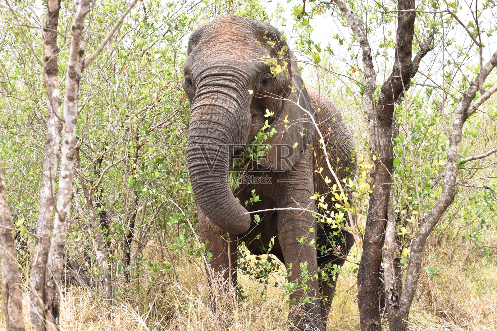 非洲象照片摄影图片