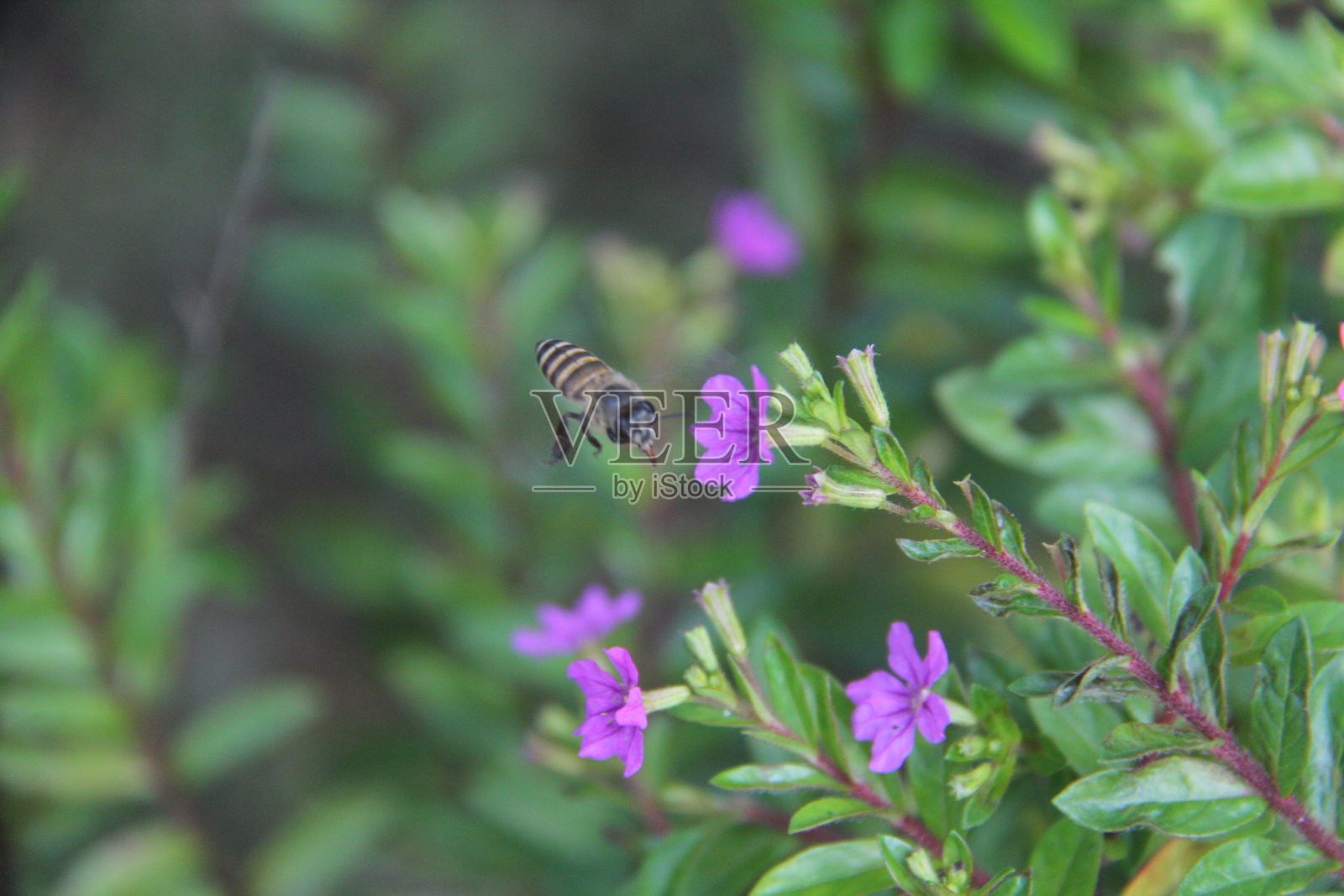 蜜蜂和花蜜照片摄影图片