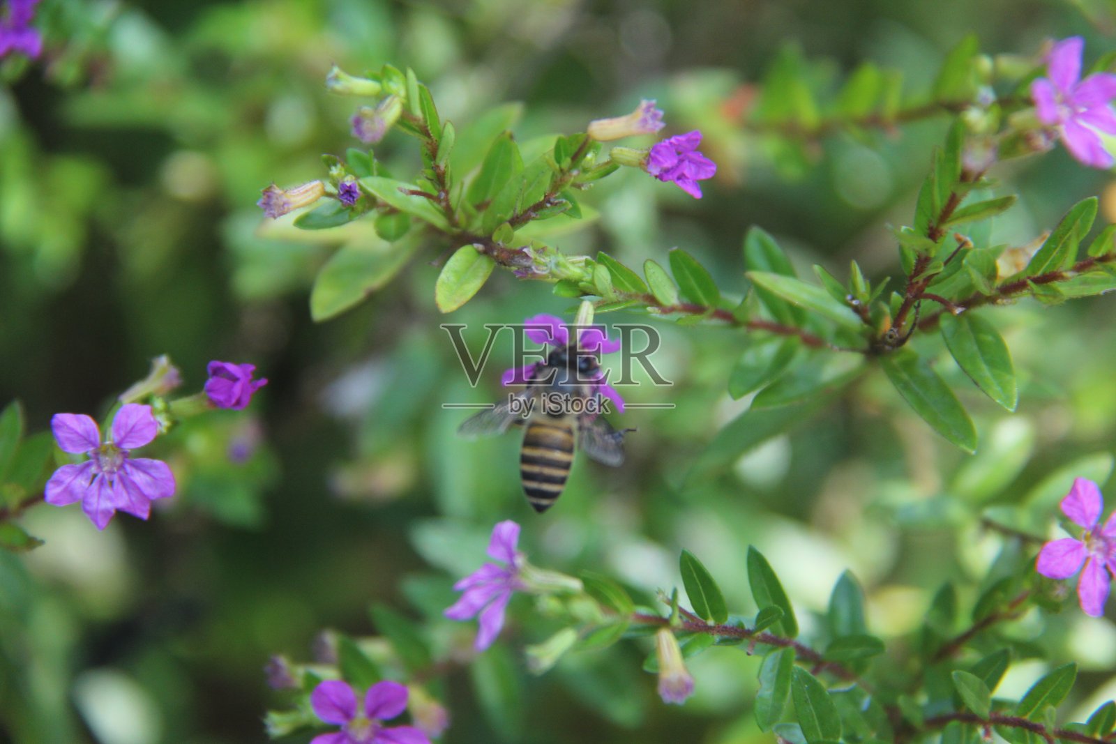 蜜蜂和花蜜照片摄影图片