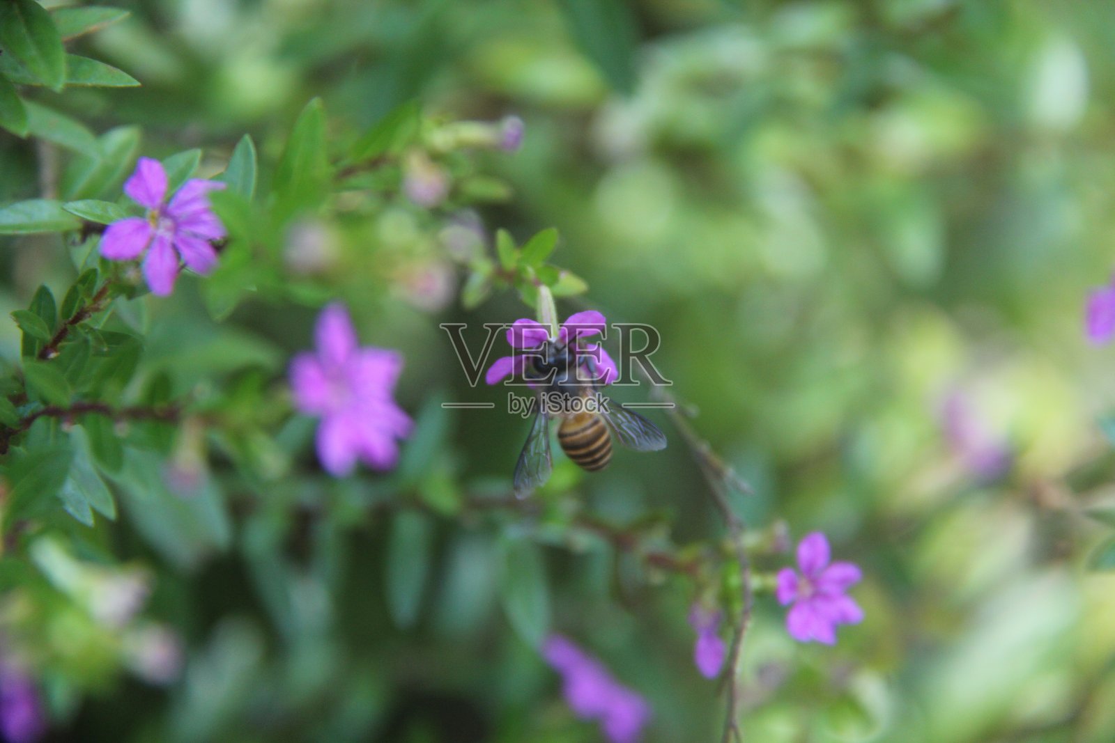 蜜蜂和花蜜照片摄影图片