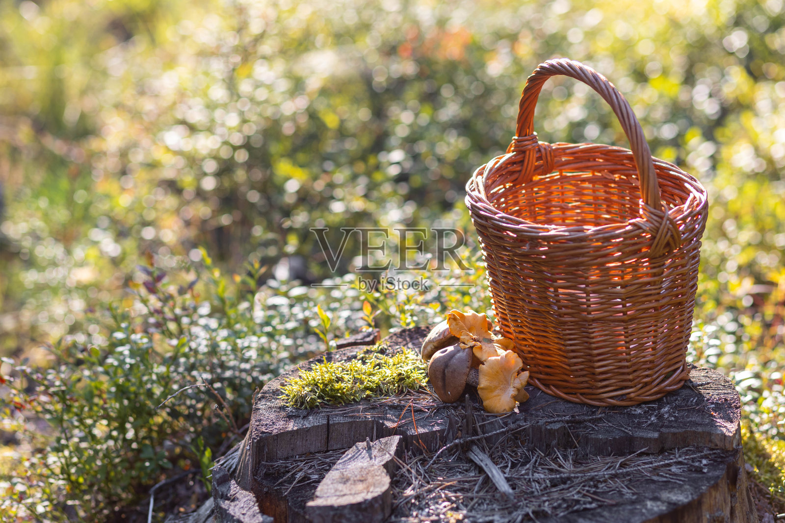 森林蘑菇，牛肝菌，牛肝菌，鸡油菌收集在一个木制柳条篮。夏末秋收。天然食品。照片摄影图片