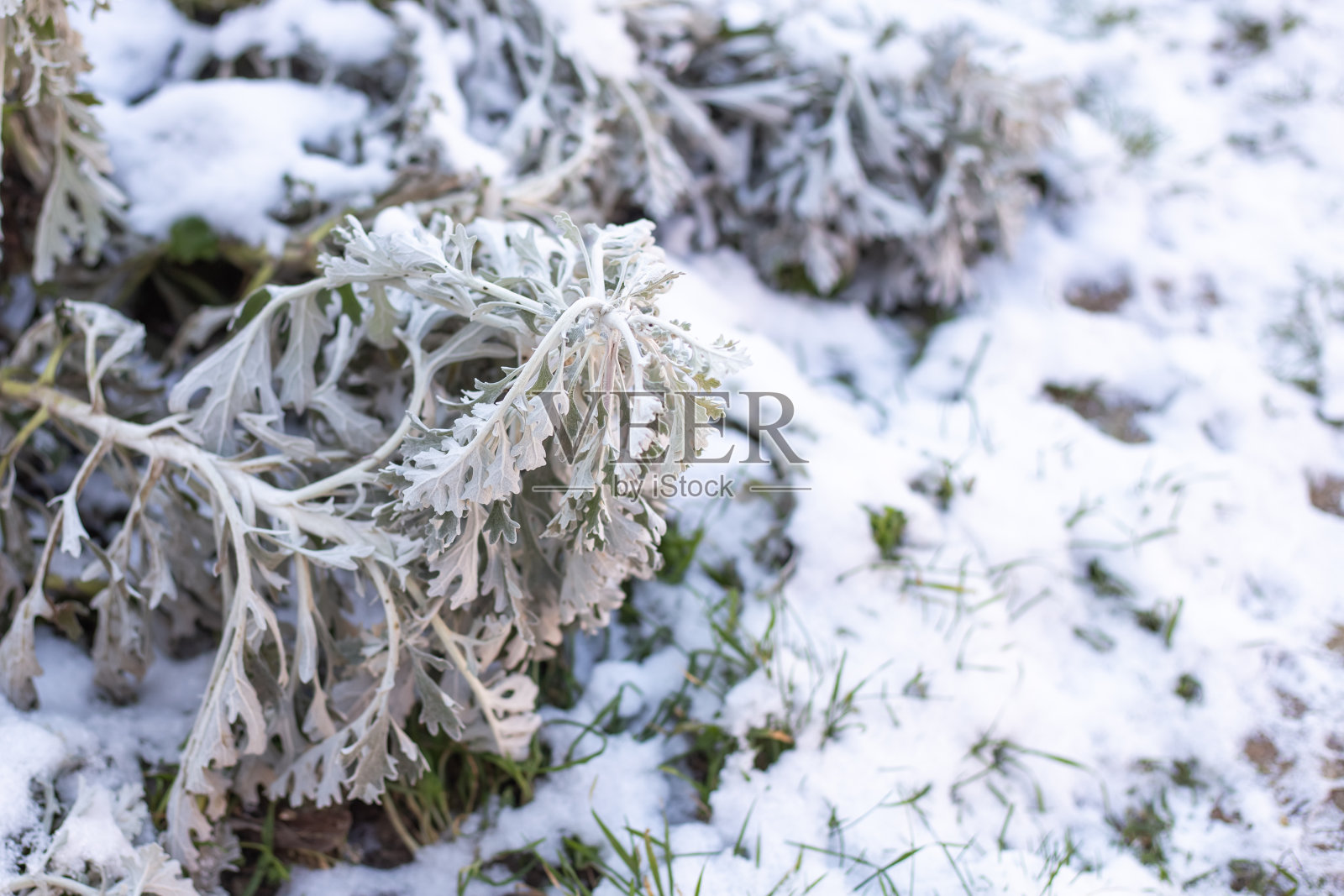 冬天的到来。花园里的青草和植物覆盖着白雪照片摄影图片