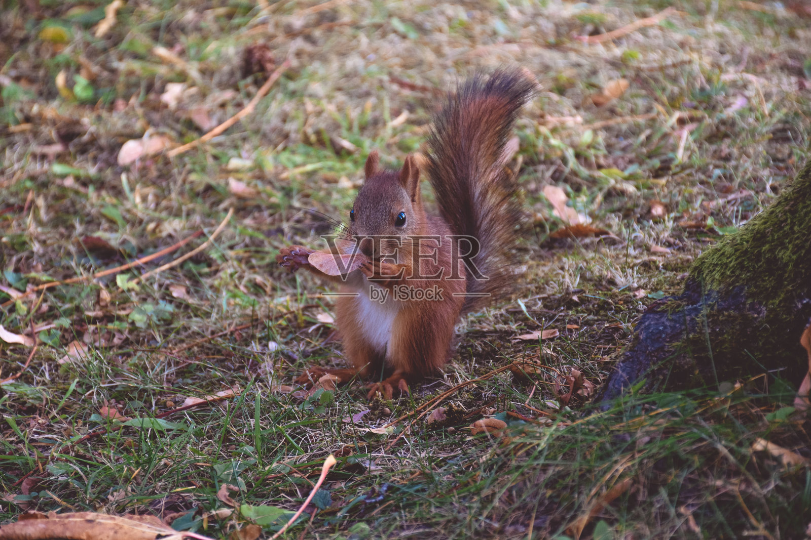 松鼠特写，松鼠在公园里有坚果要吃照片摄影图片