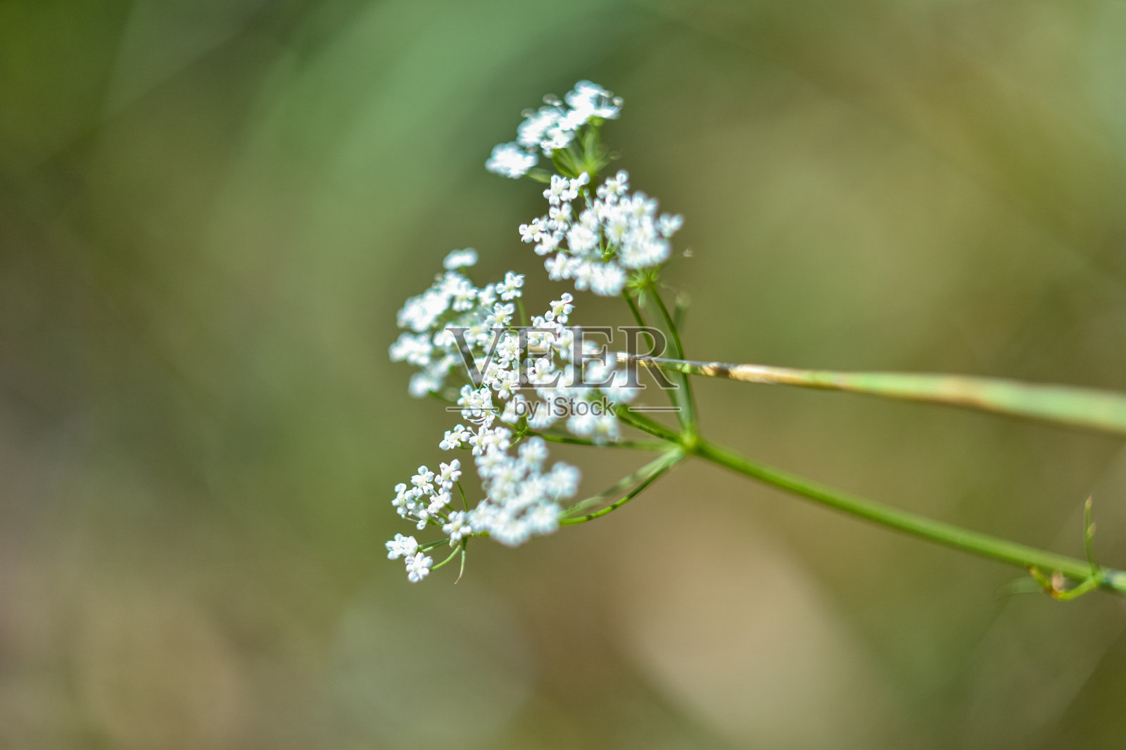 白花紧偎在草上，春暖花开照片摄影图片