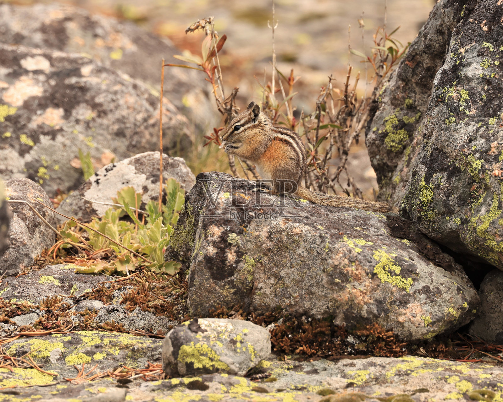 岩石上的黄松花栗鼠照片摄影图片