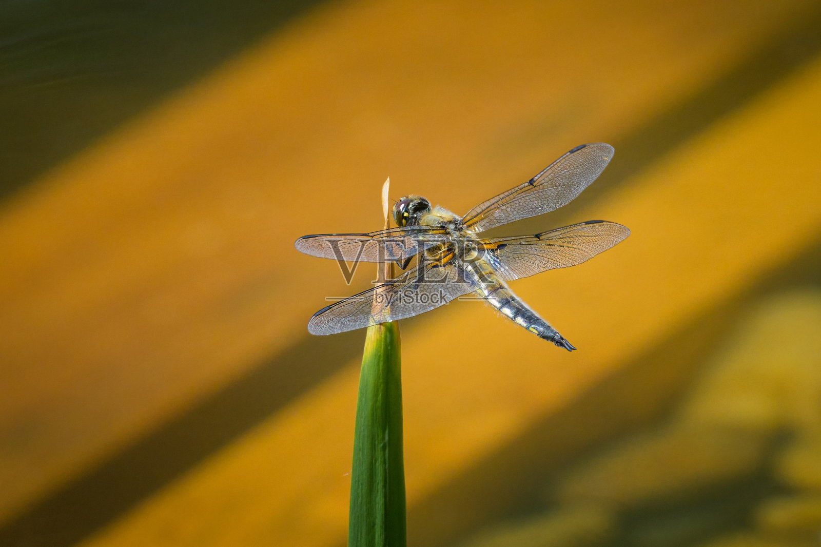 四只斑点追逐者坐在一棵绿色植物上照片摄影图片