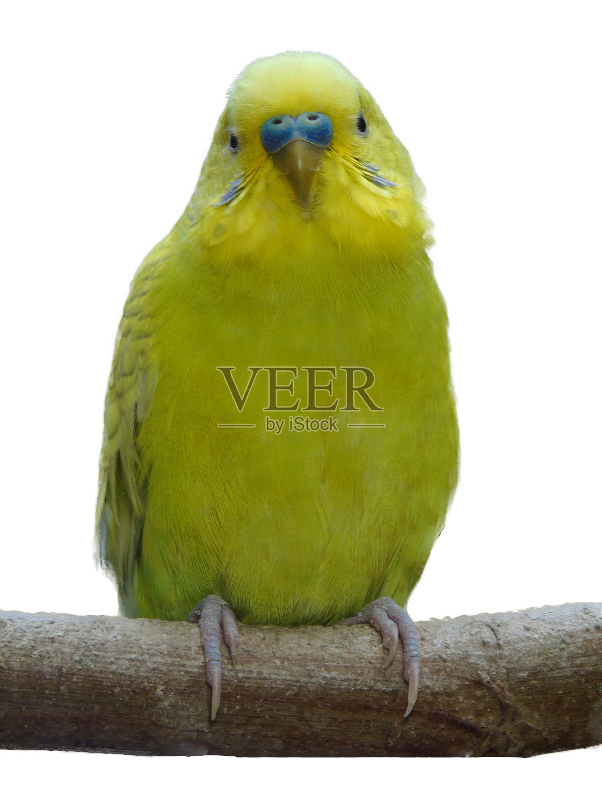 长尾小鹦鹉孤立在白色上照片摄影图片