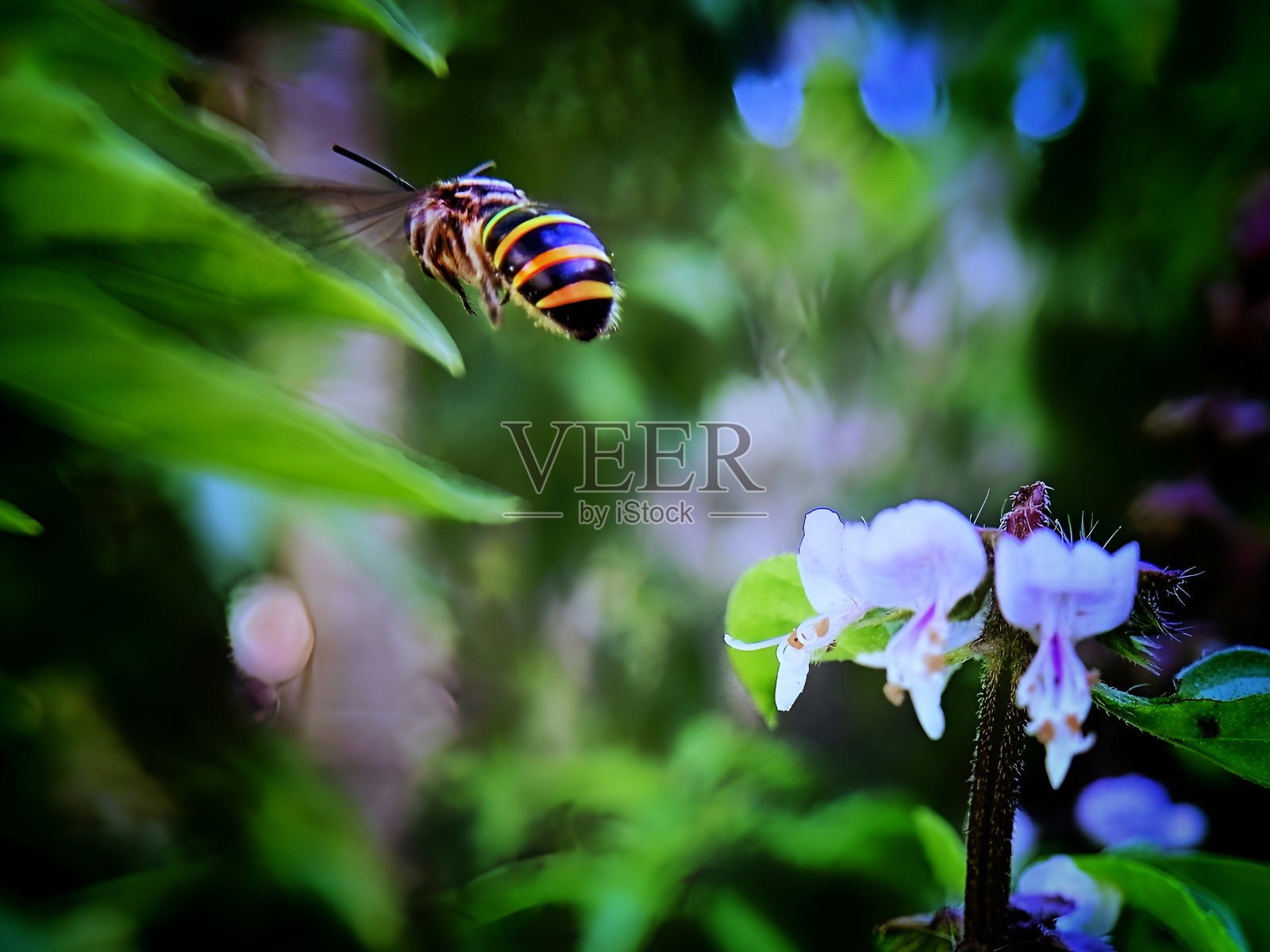 一只蜜蜂在花园里飞来飞去照片摄影图片