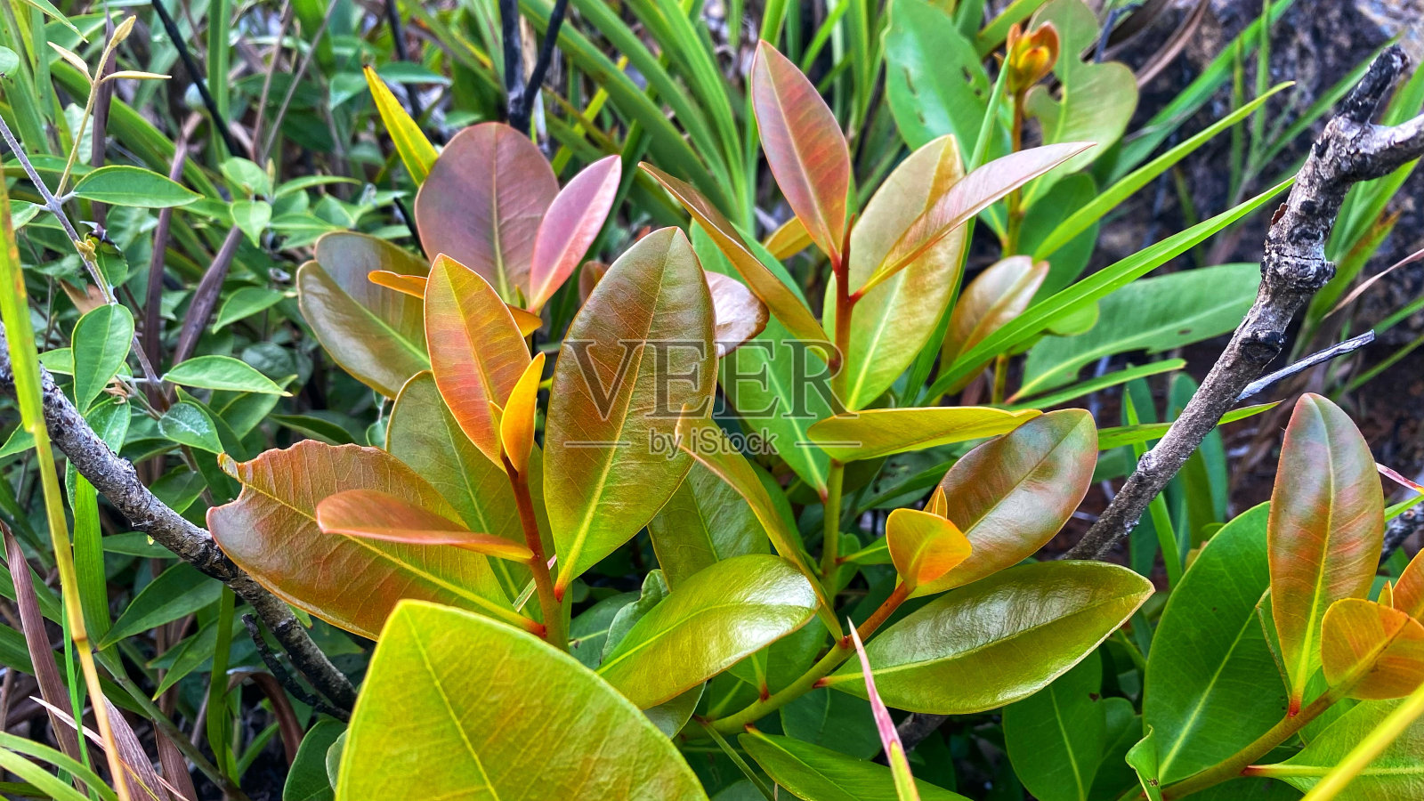 看起来美丽的绿色树叶在花园里照片摄影图片