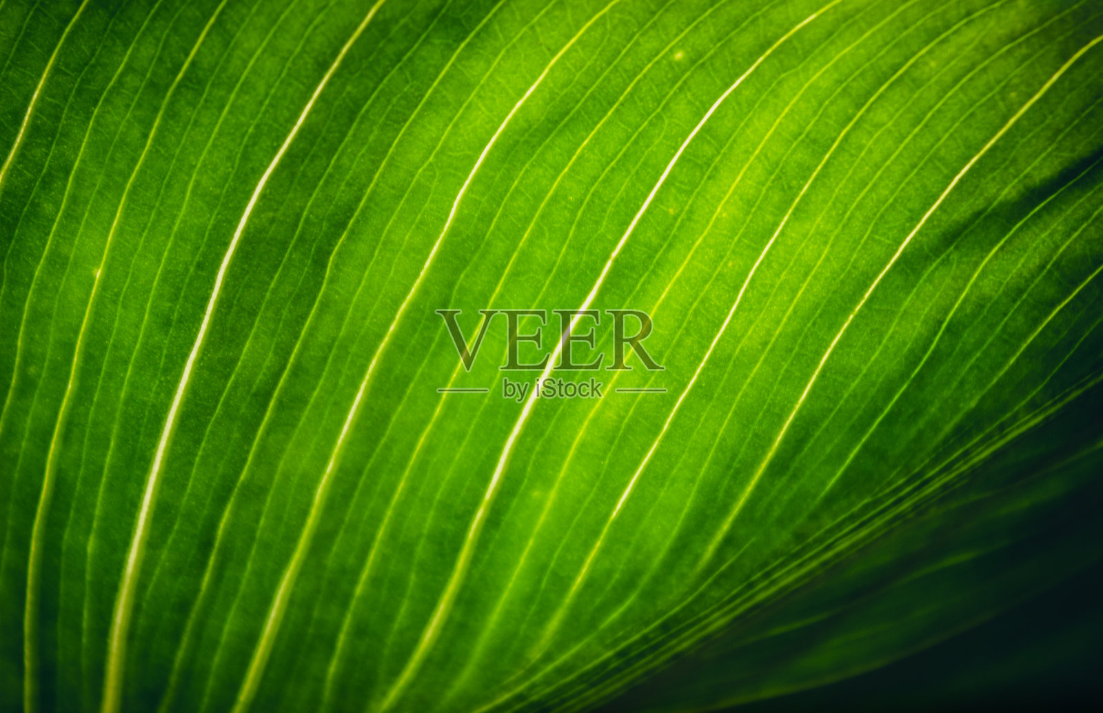 绿色的树叶纹理在明亮的背景照片摄影图片