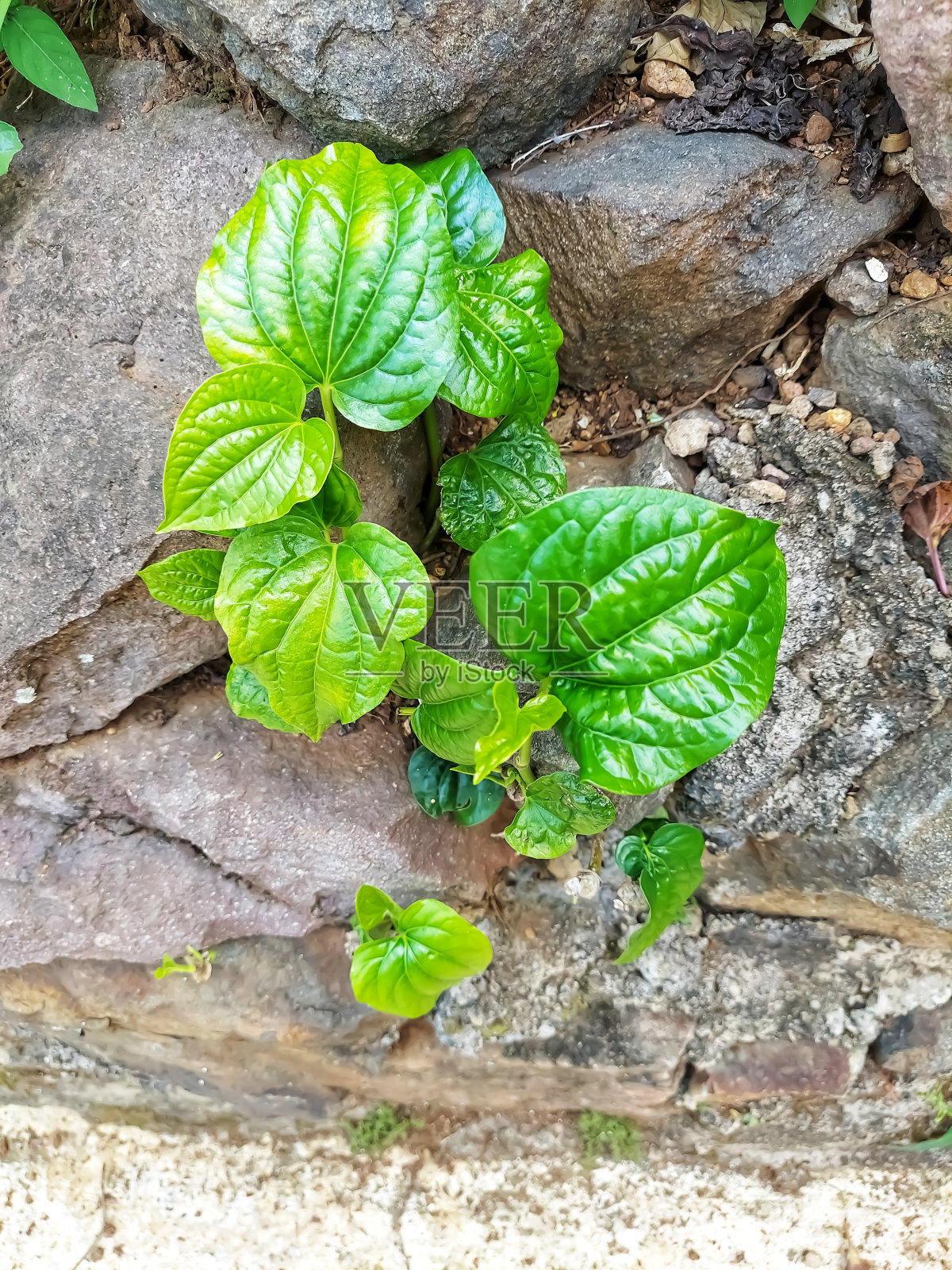 在岩石中生长的野树叶照片摄影图片
