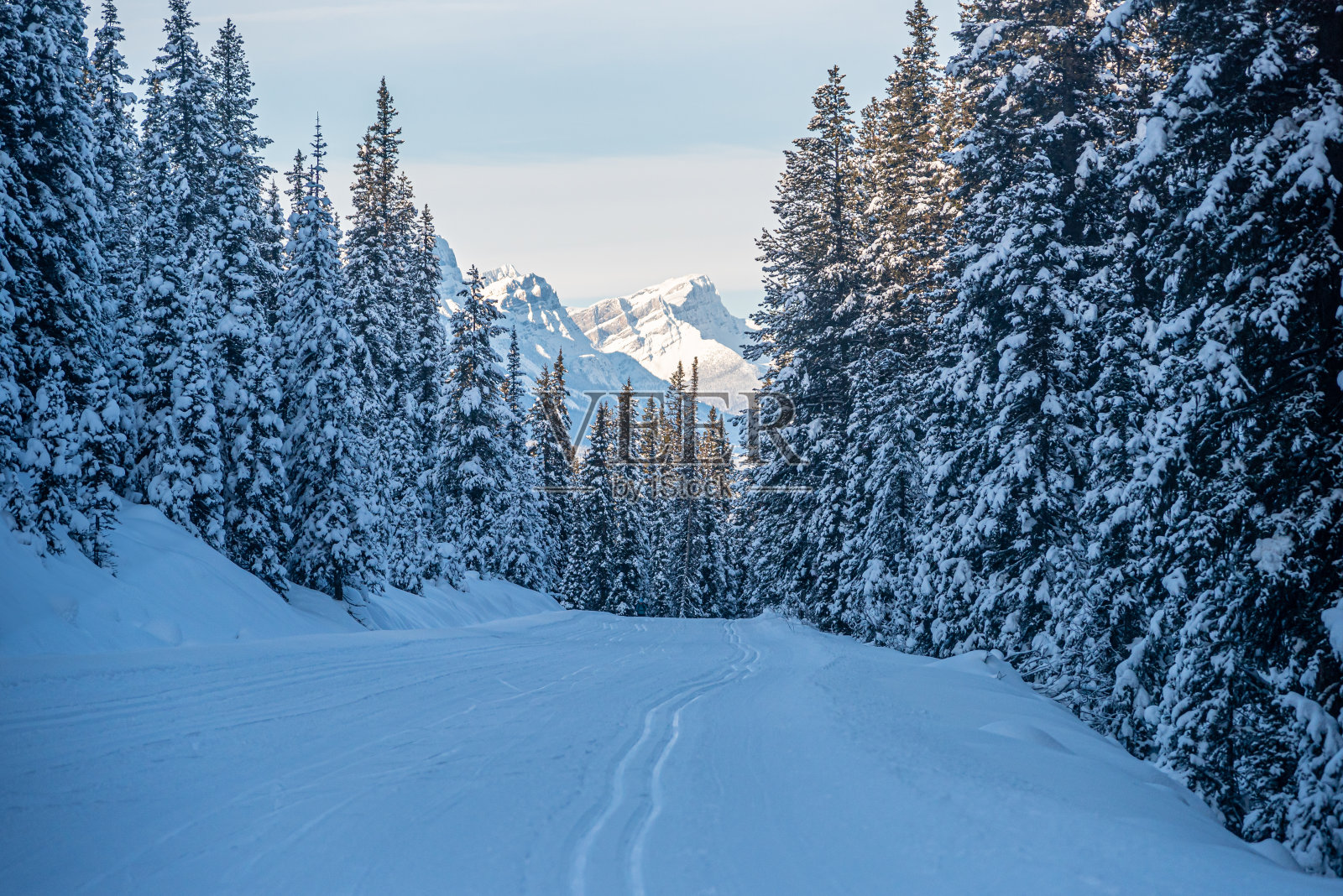 班夫公园的冬季森林照片摄影图片