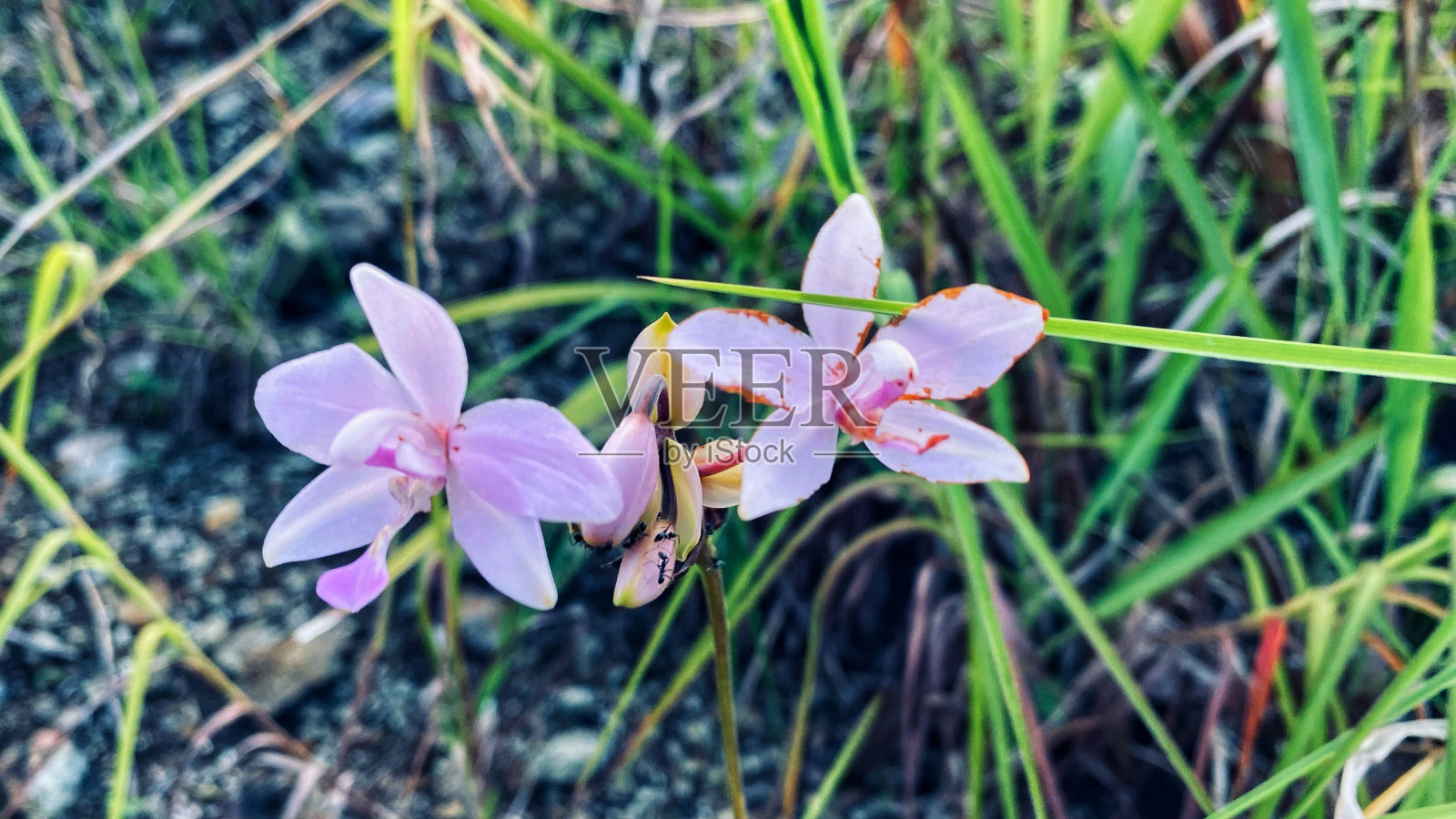 看起来美丽的兰花在花园里盛开照片摄影图片
