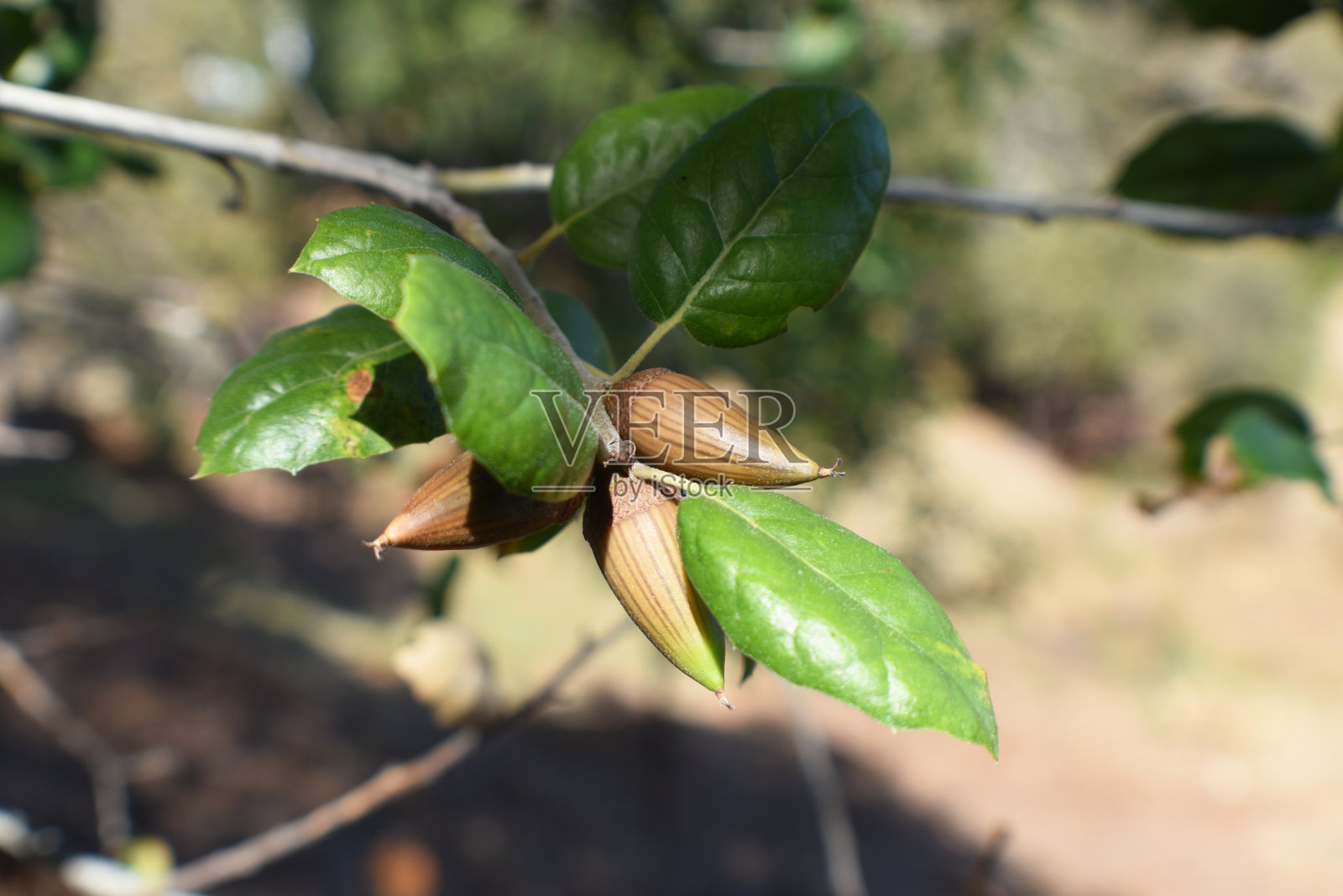 海岸生活橡树橡子近距离照片摄影图片