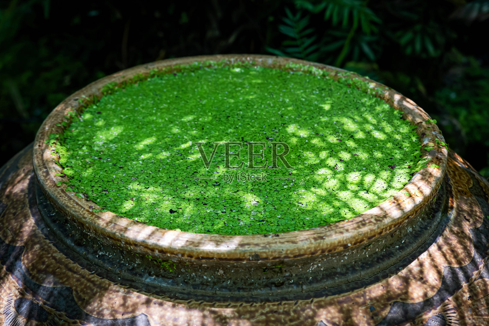 常见的浮萍，与天然浮萍(Lemna perpusilla Torrey)有水疱照片摄影图片