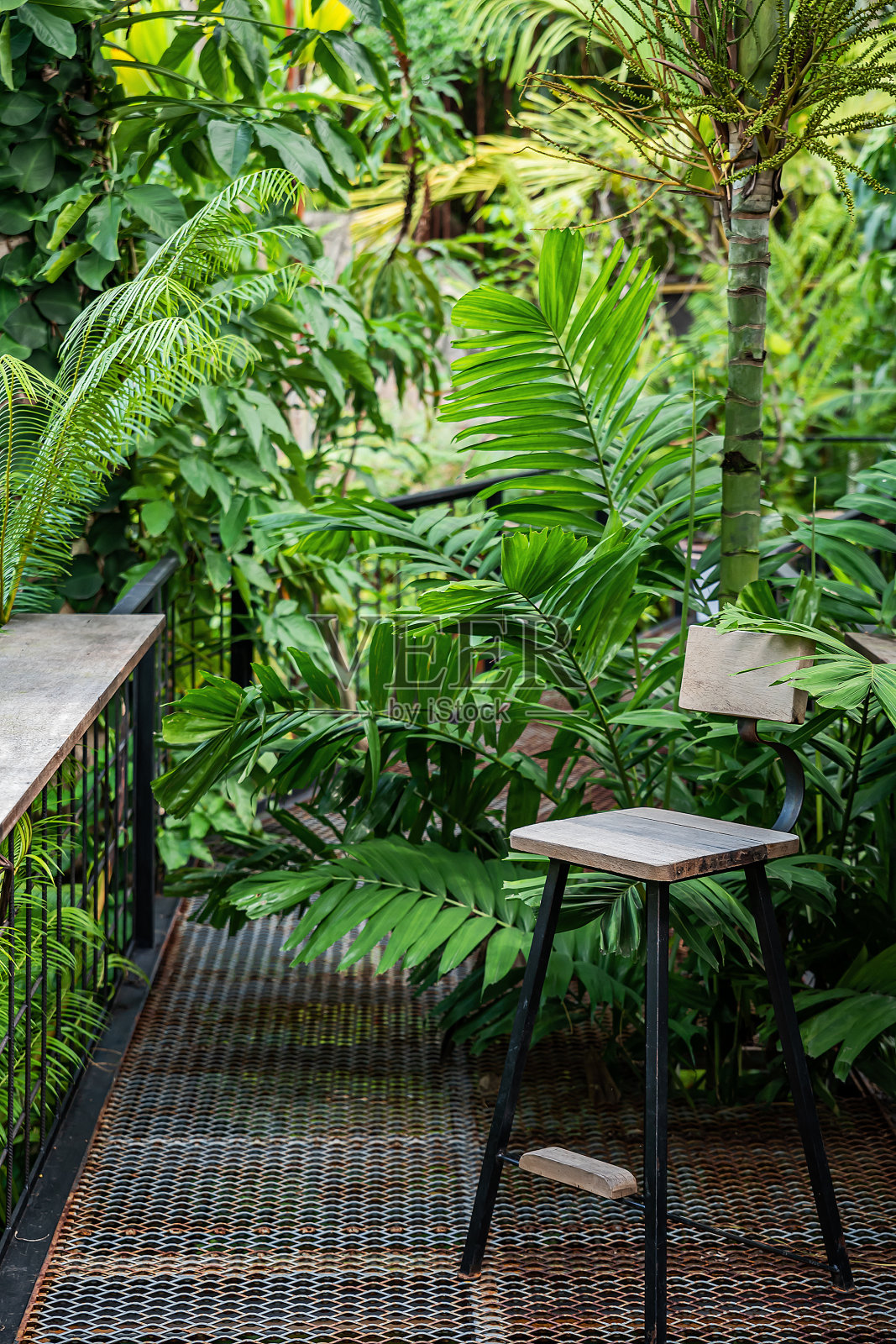 棕榈园的长凳照片摄影图片