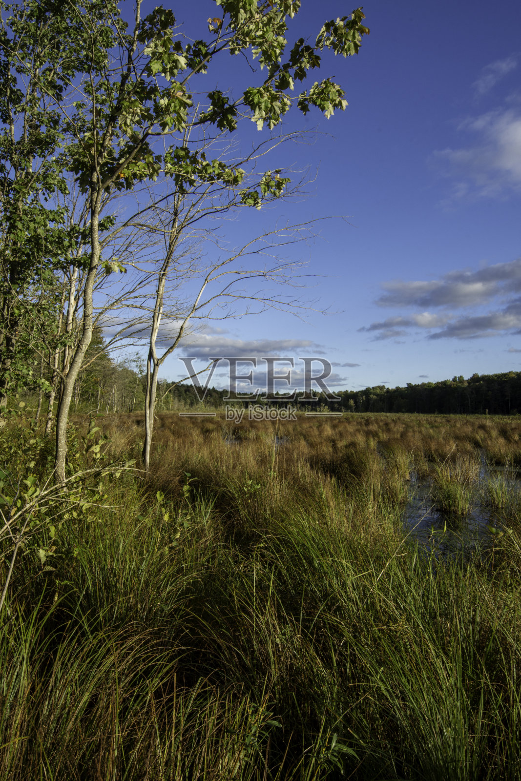蓝鹭沼泽2号的秋天下午照片摄影图片