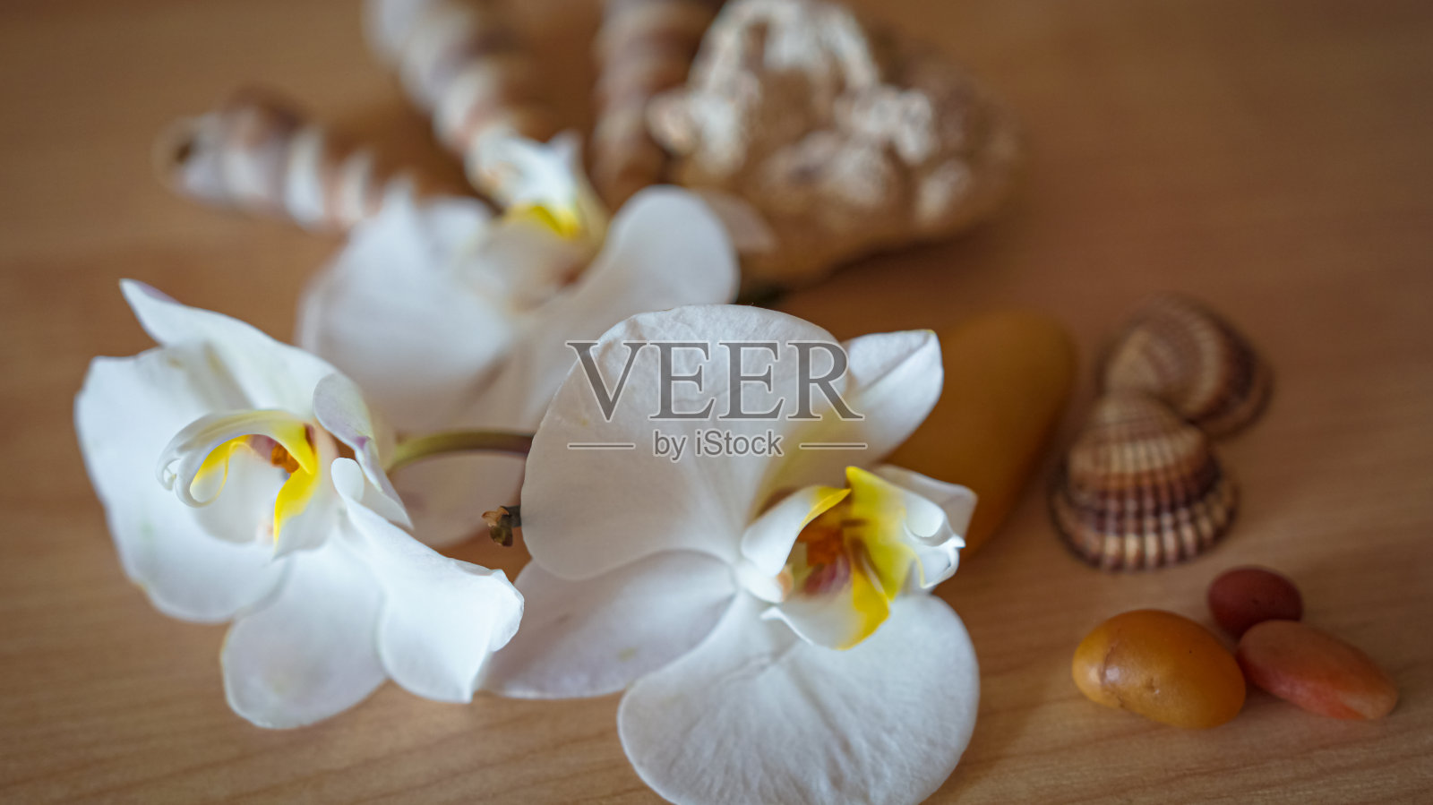 棕色背景上的大型白色兰花照片摄影图片