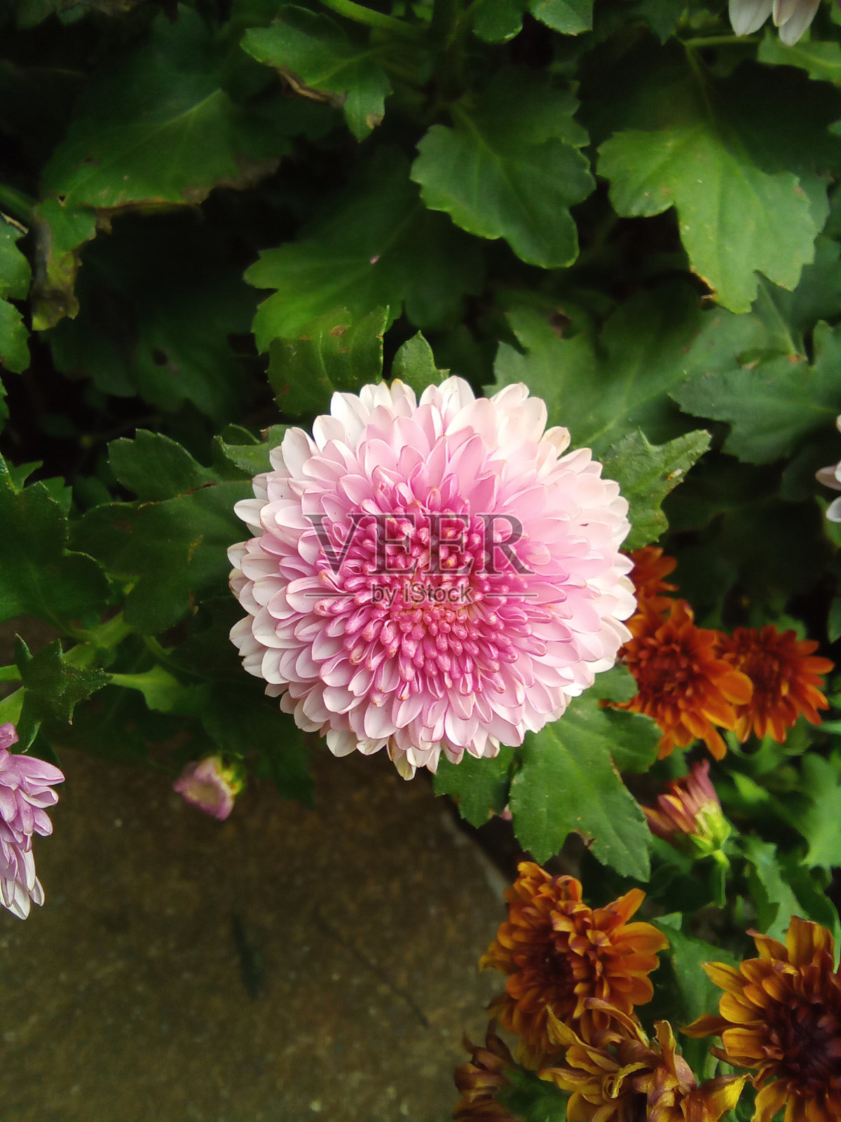 雏菊芽照片摄影图片