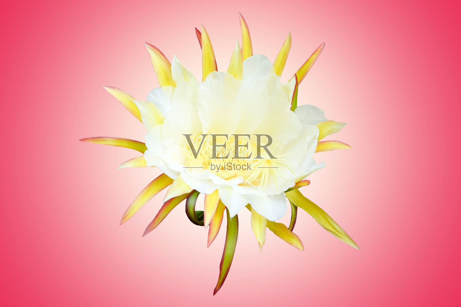 火龙果花绽放孤立的粉红色背景与修剪路径照片摄影图片