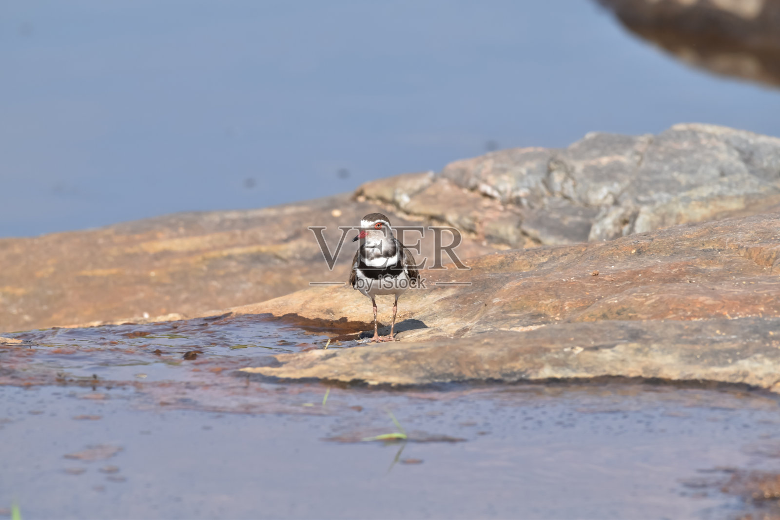 非洲三级千鸟照片摄影图片
