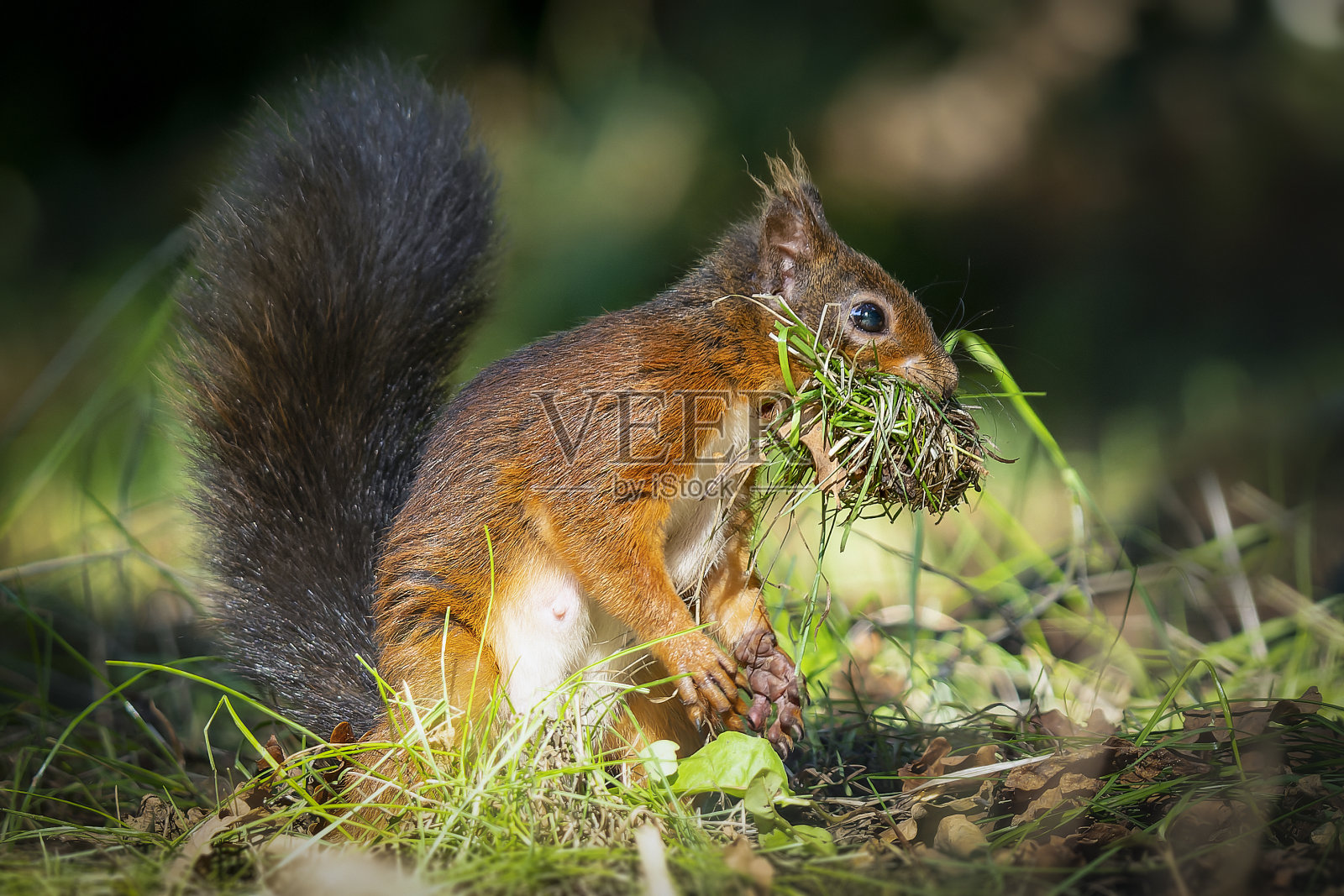 红松鼠照片摄影图片