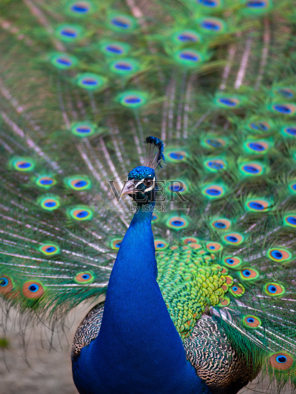 蓝色孔雀的肖像与展开的尾巴照片摄影图片