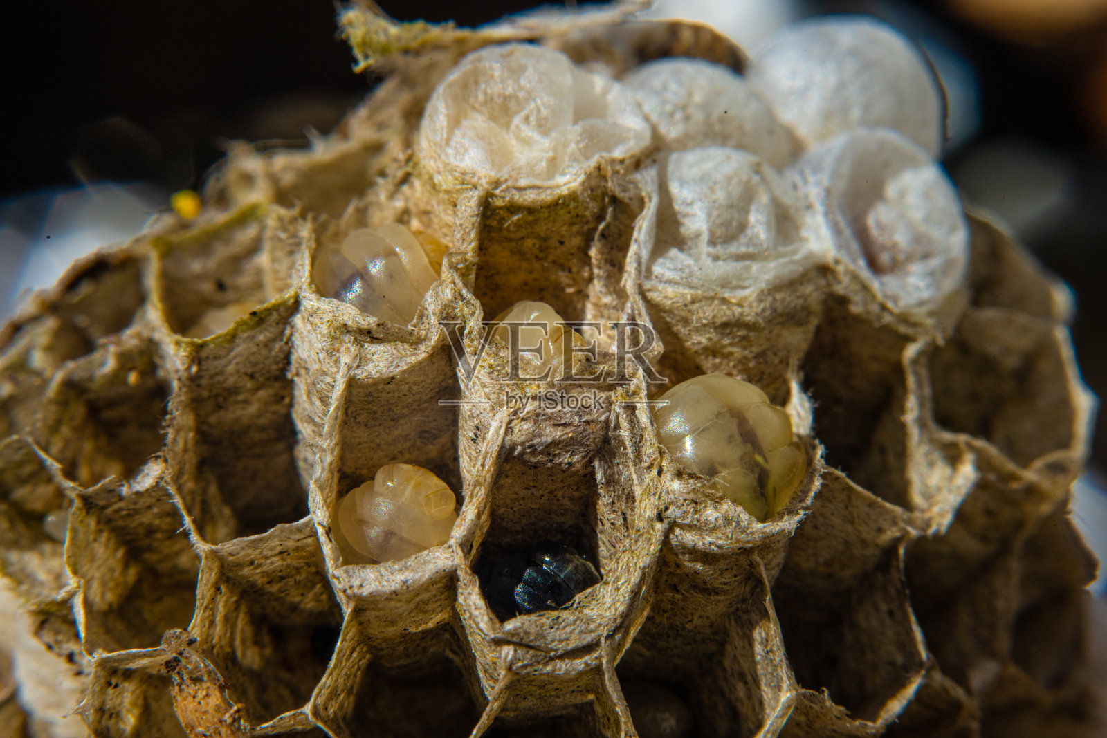 蜂巢里的幼虫特写。照片摄影图片