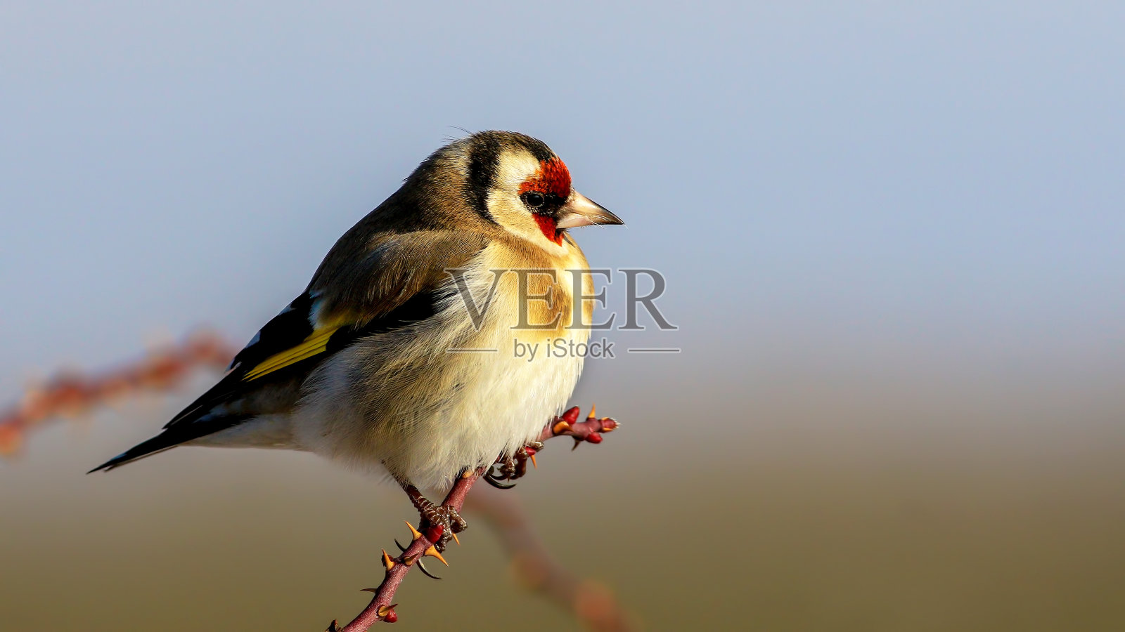 欧洲金翅雀照片摄影图片