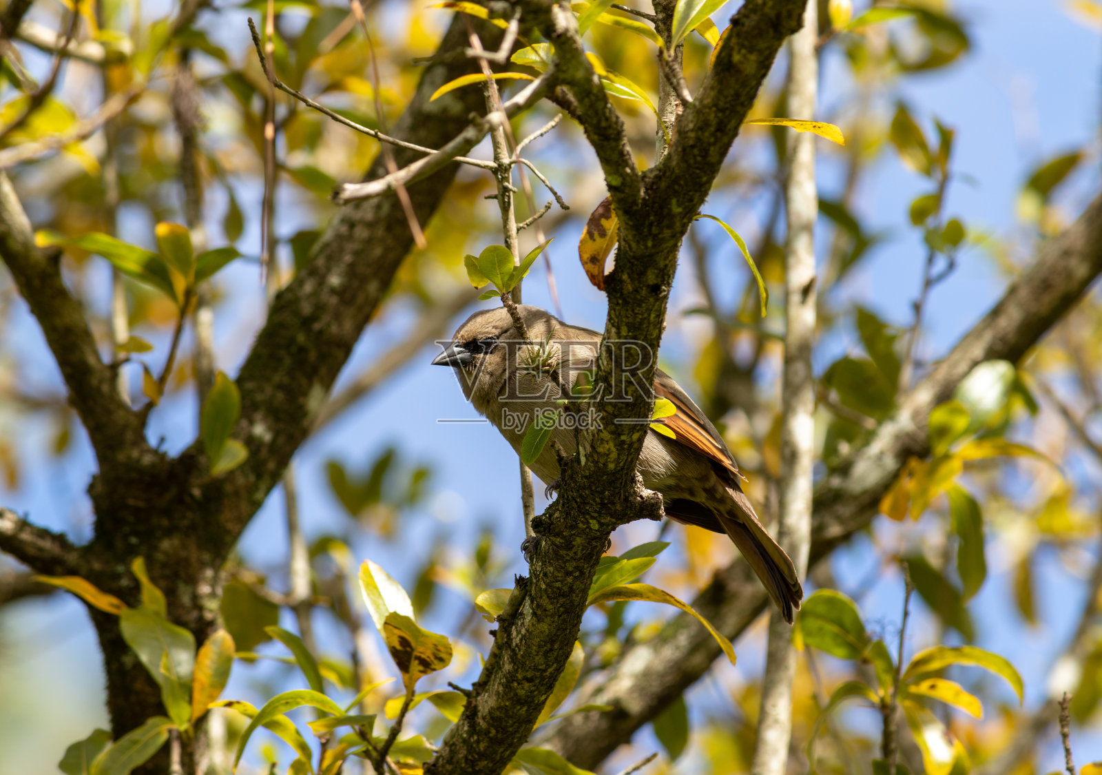 美丽的鹦鹉鹦鹉的照片，发现在阿雷格里港里约热内卢大南，巴西。照片摄影图片